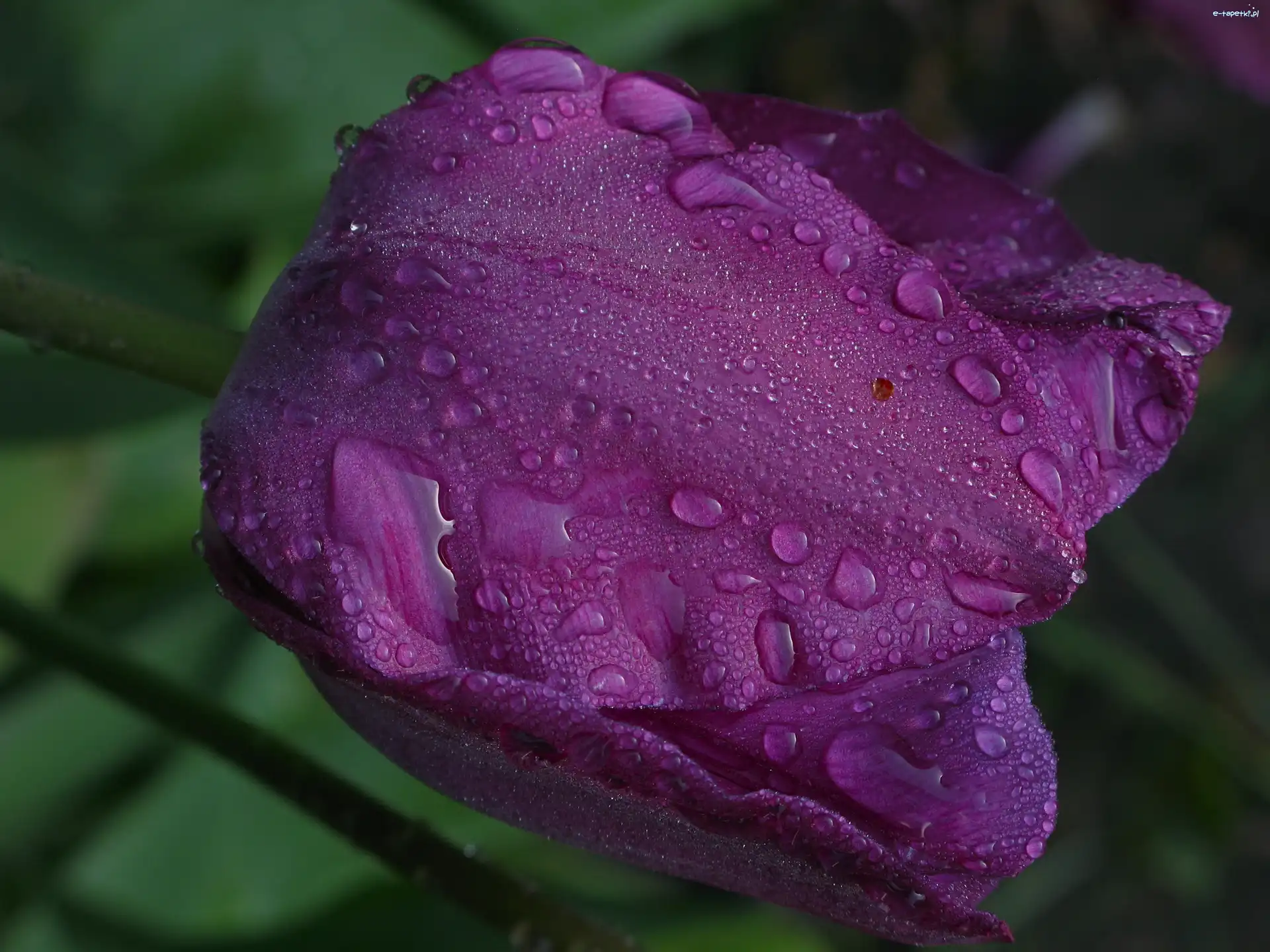 Tulipan, Fioletowy