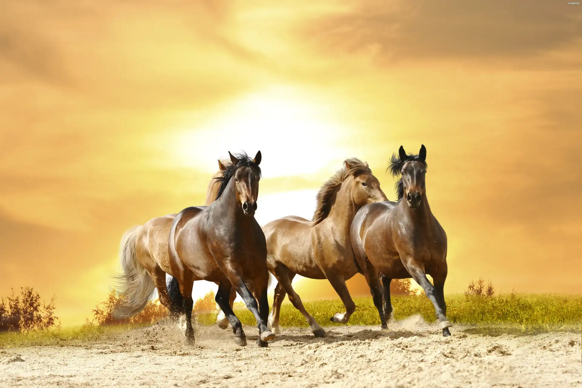 Zachód, Galop, Piach, Konie