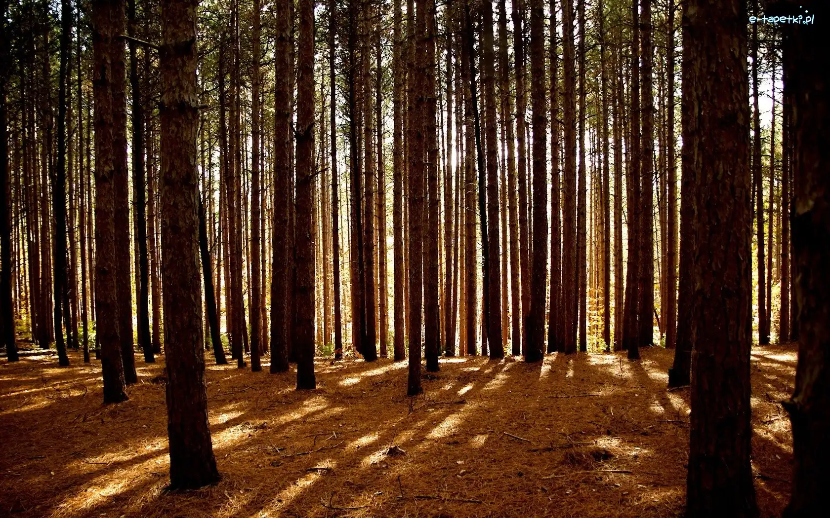 Promienie, Drzewa, Las, Słońce