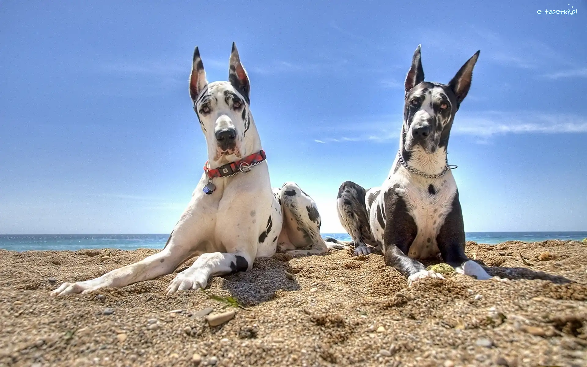 Plaża, Dogi, Dwa, Niebo