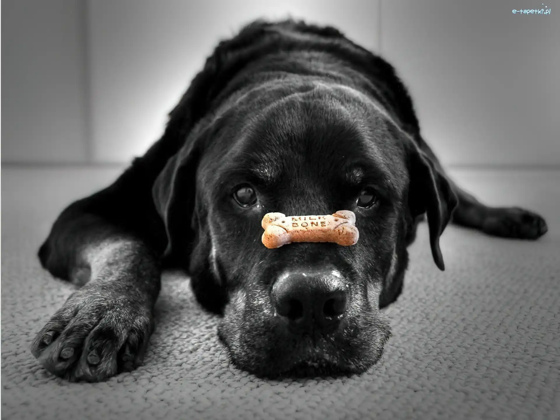 Pies, Labrador Retriever, Kostka, Czarny