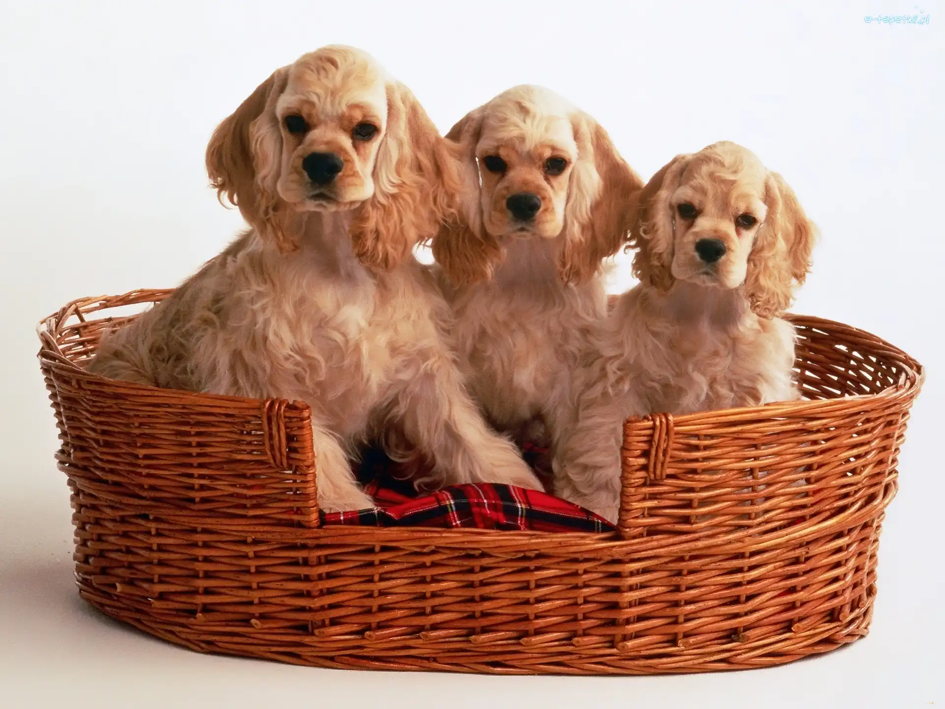 Rudowłose, Spaniele, Trzy, Kosz