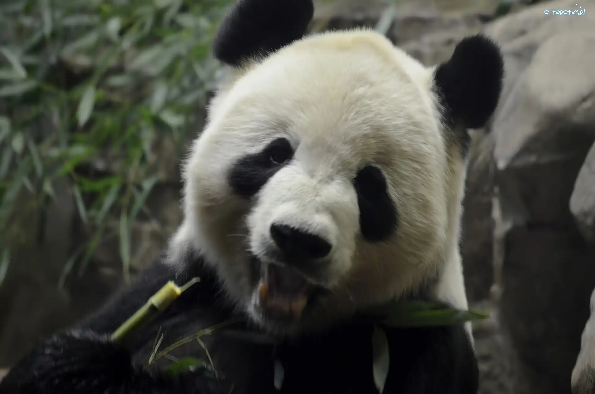 Panda, Miś
