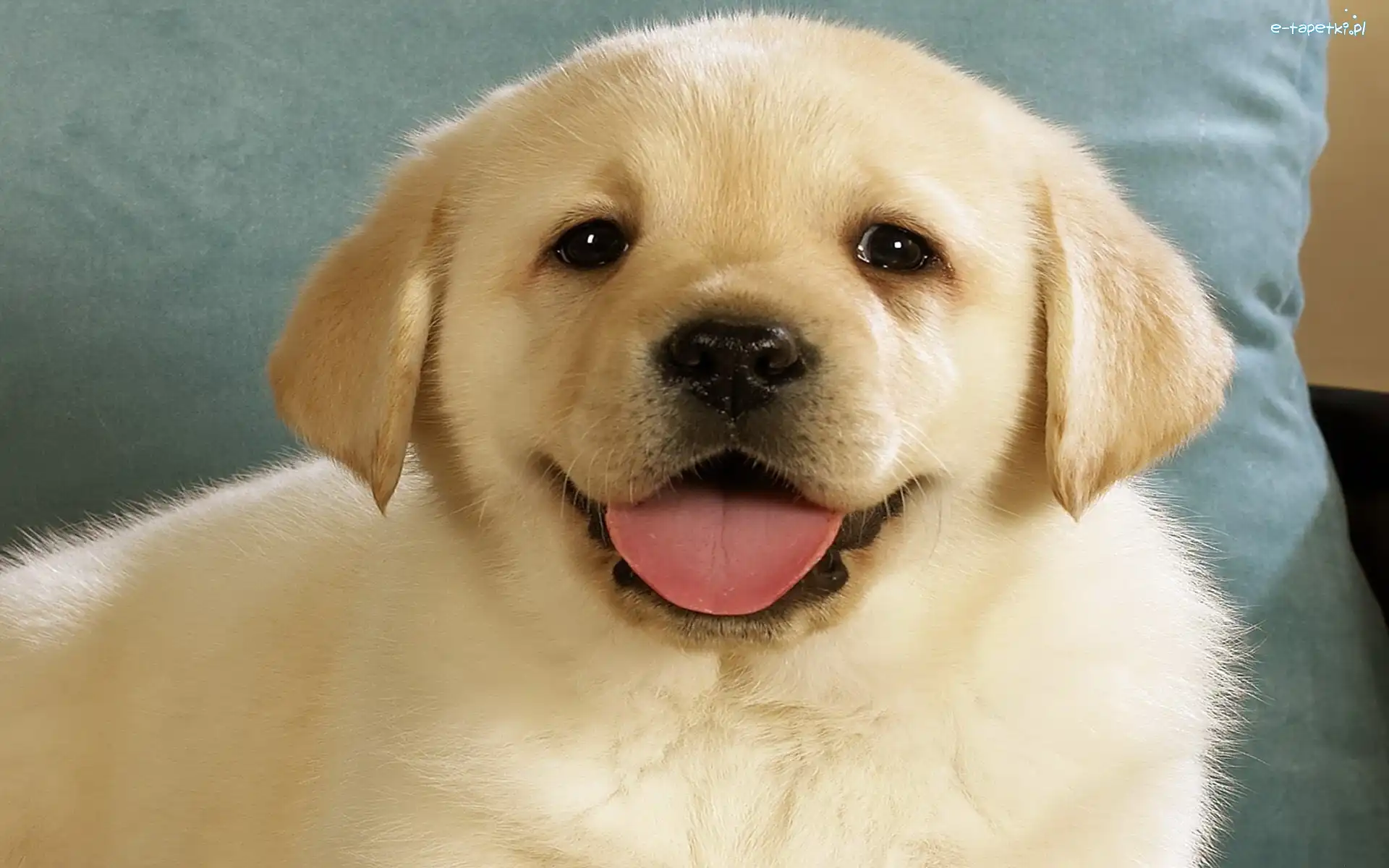 Retriever, Labrador, Szczeniak