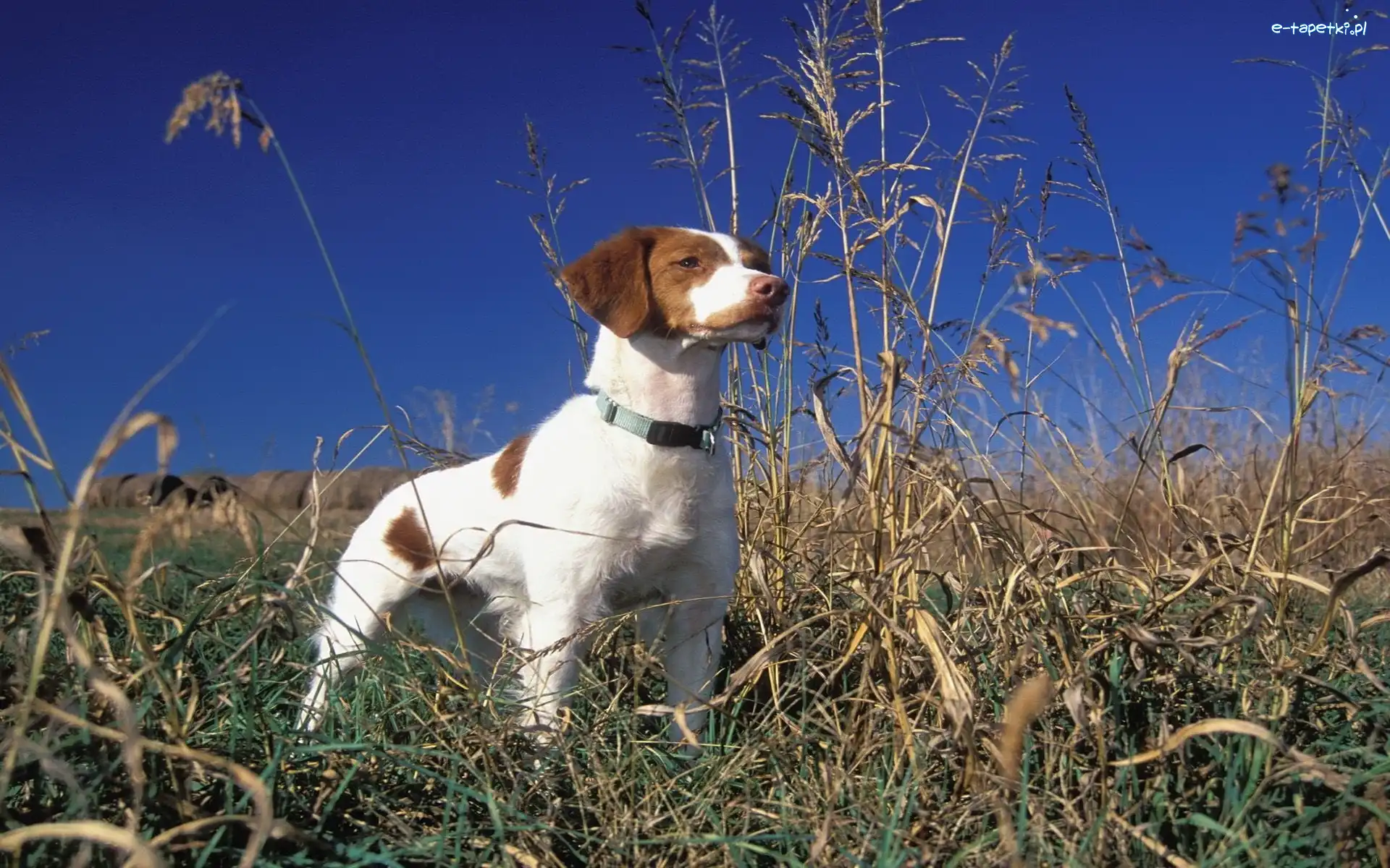 Łąka, Brittani Spaniel