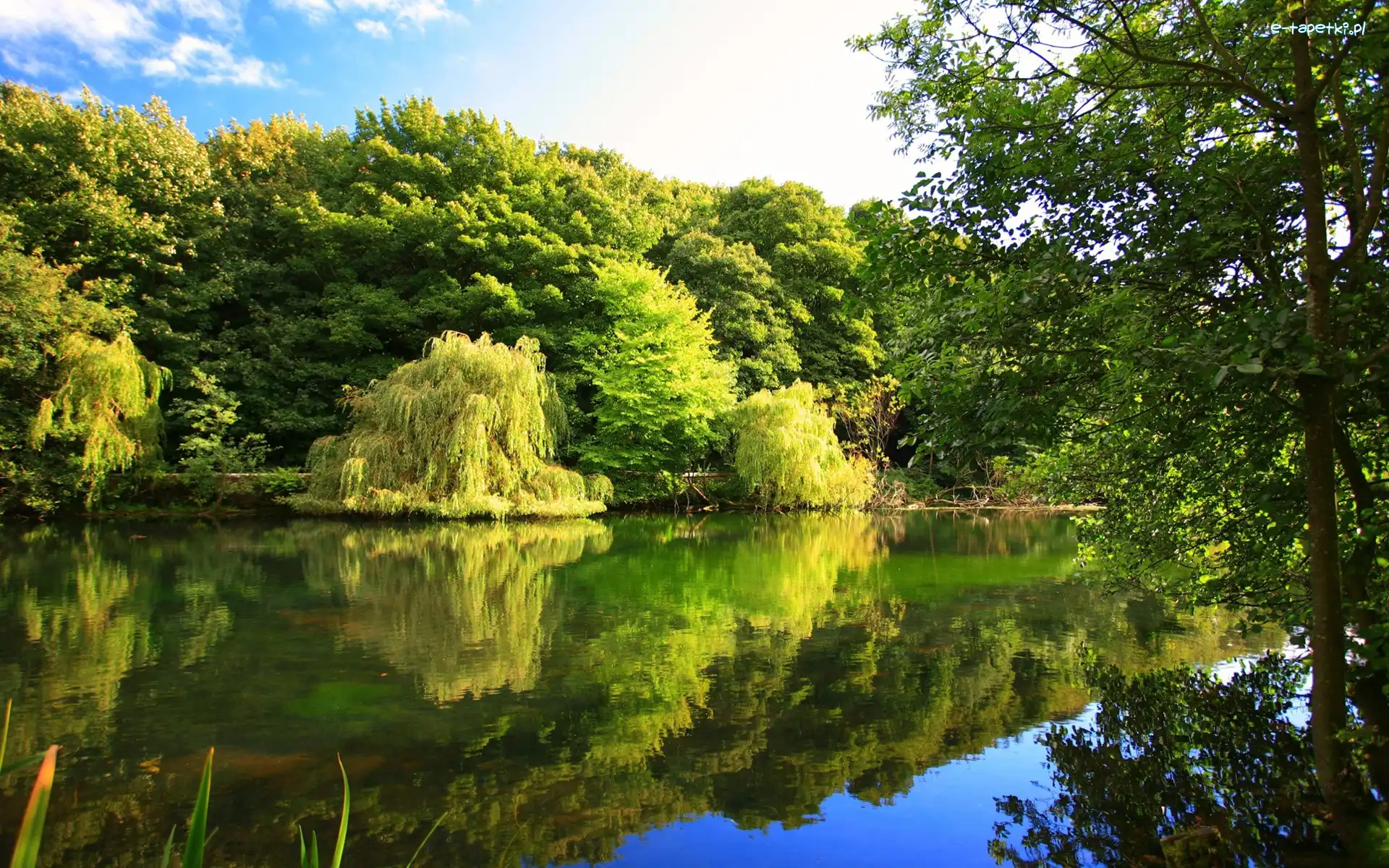 Drzewa, Jezioro