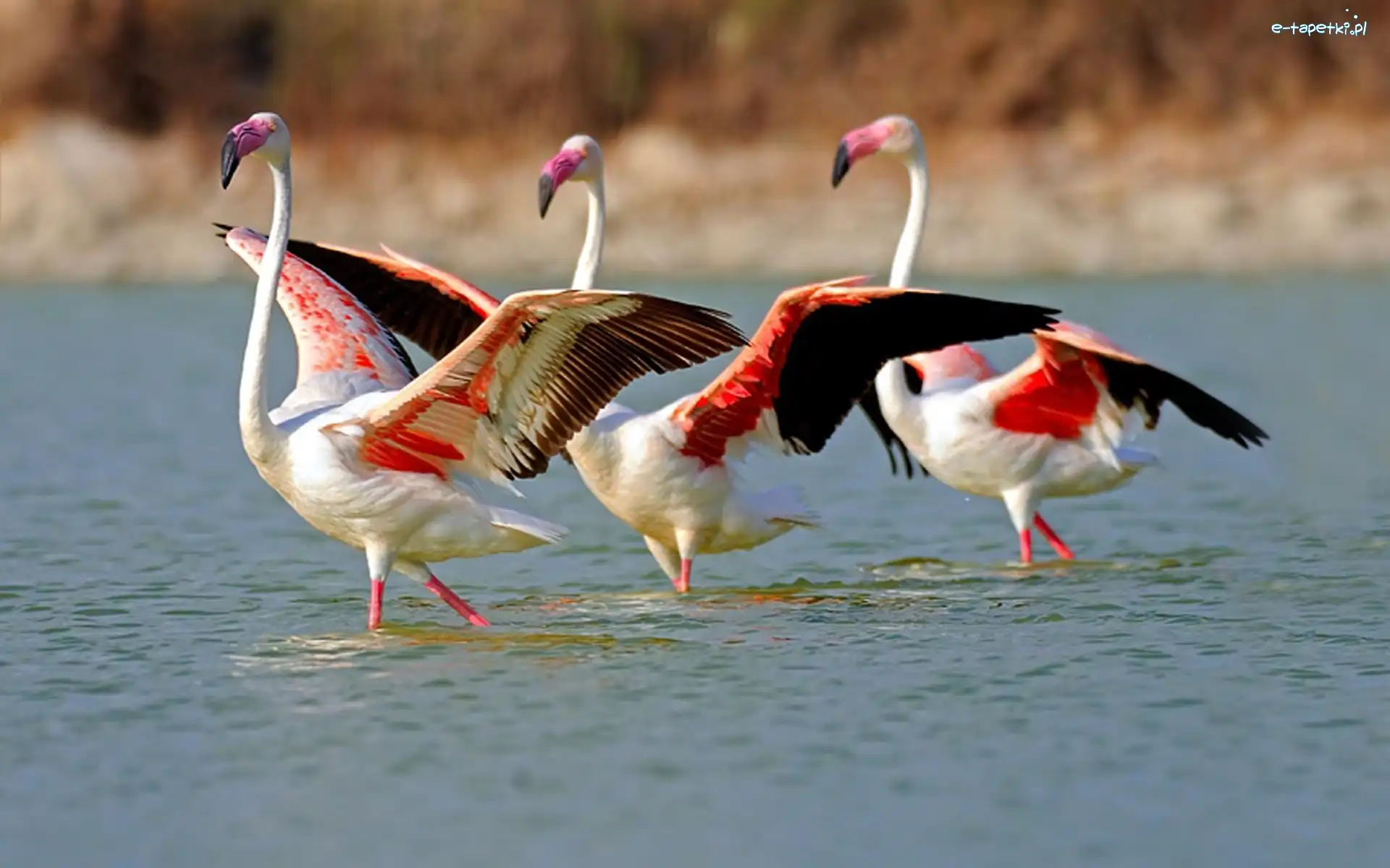 Woda, Flamingi, Trzy