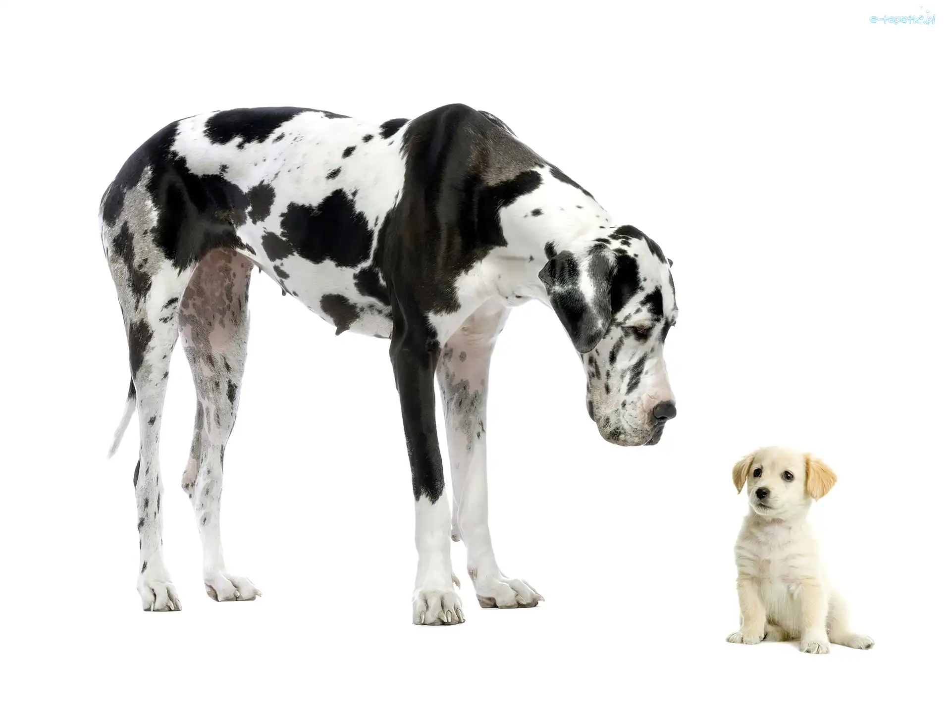 Niemiecki, Piesek, Mały, Dog