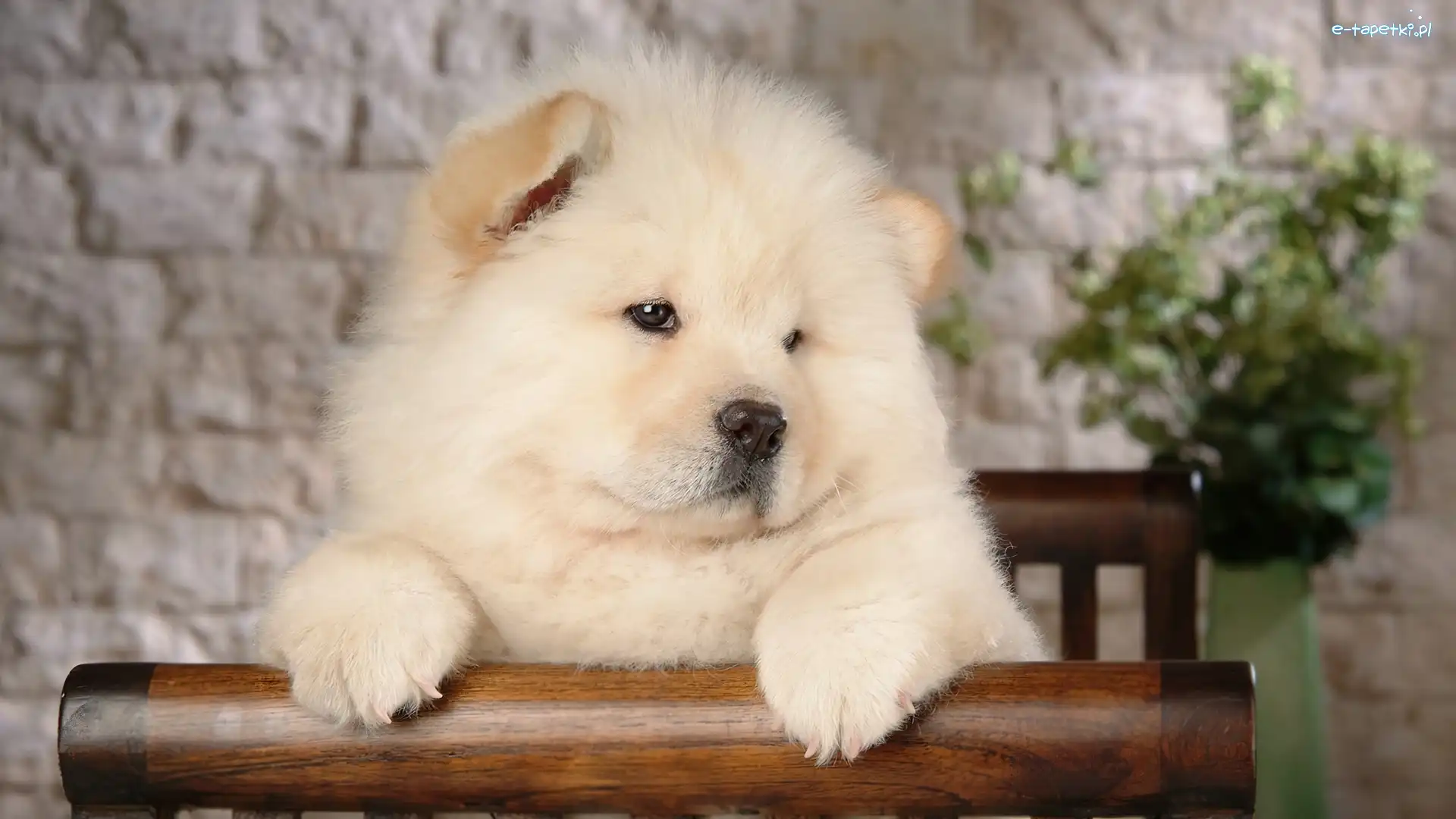 Chow Chow, Znudzony