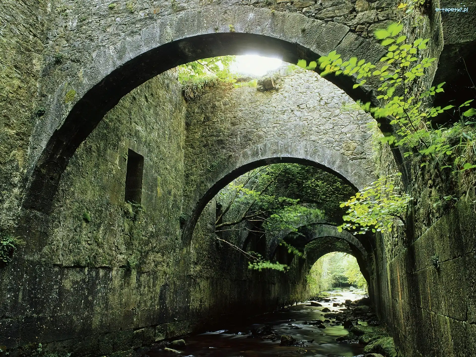Krzewy, Tunel, Rzeczka