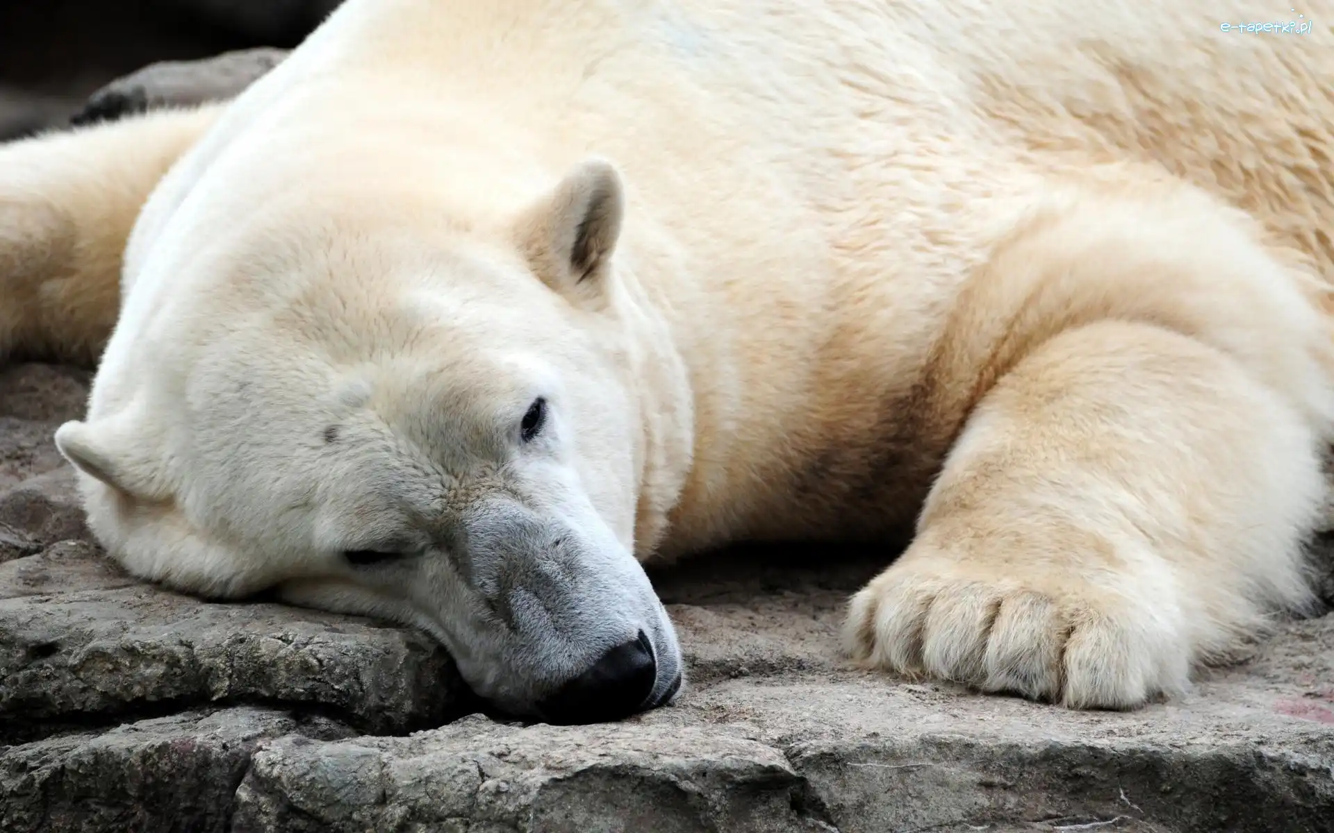 Polarny, Miś