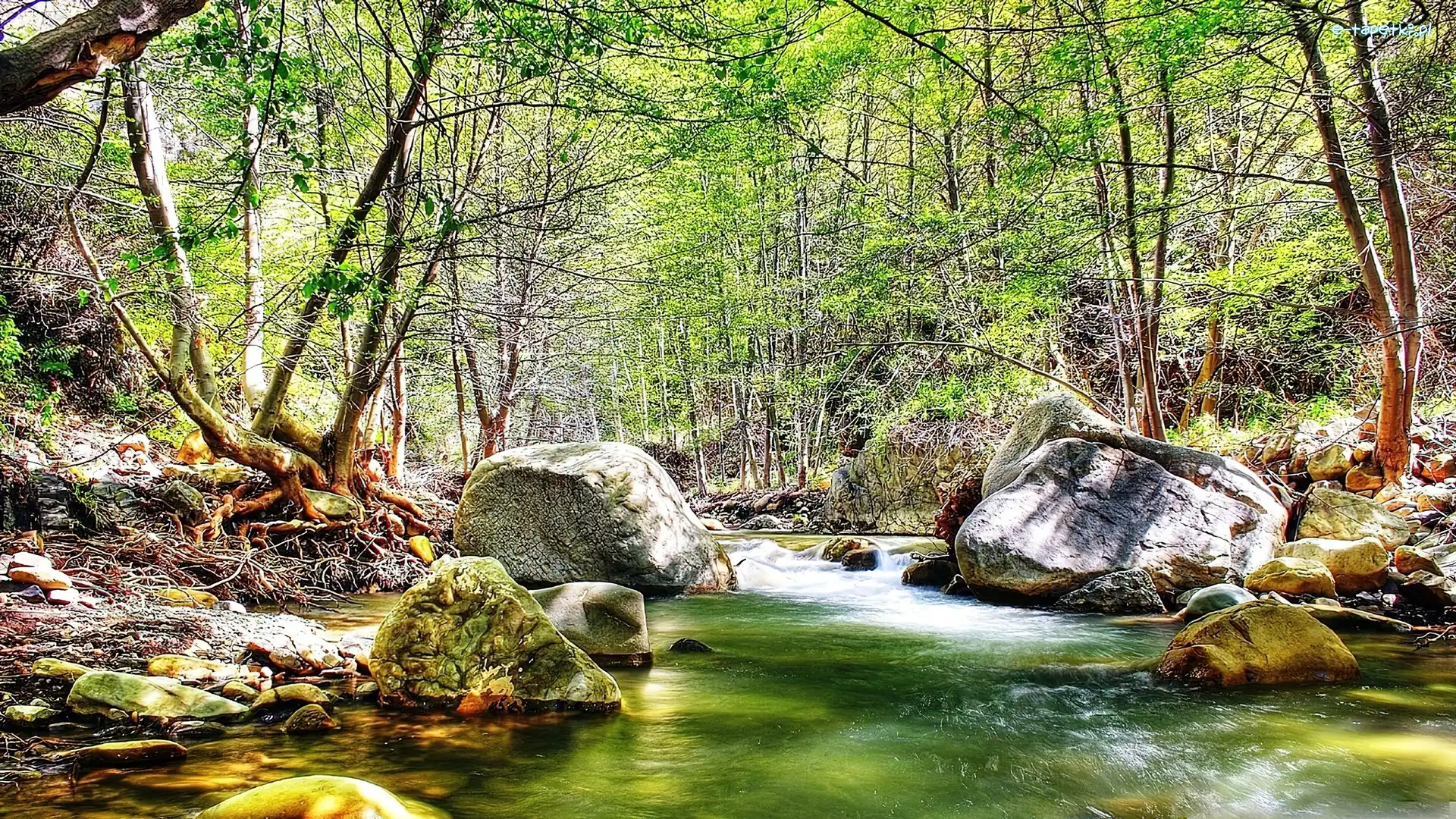 Kamienie, Drzewa, Rzeka