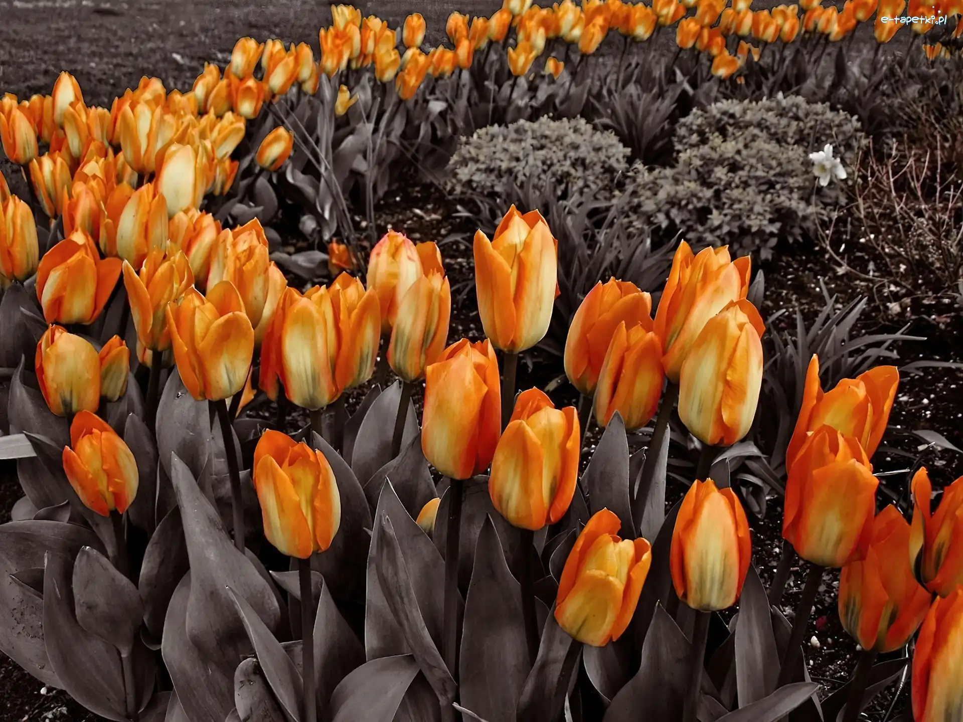 Tulipany, Pomarańczowe