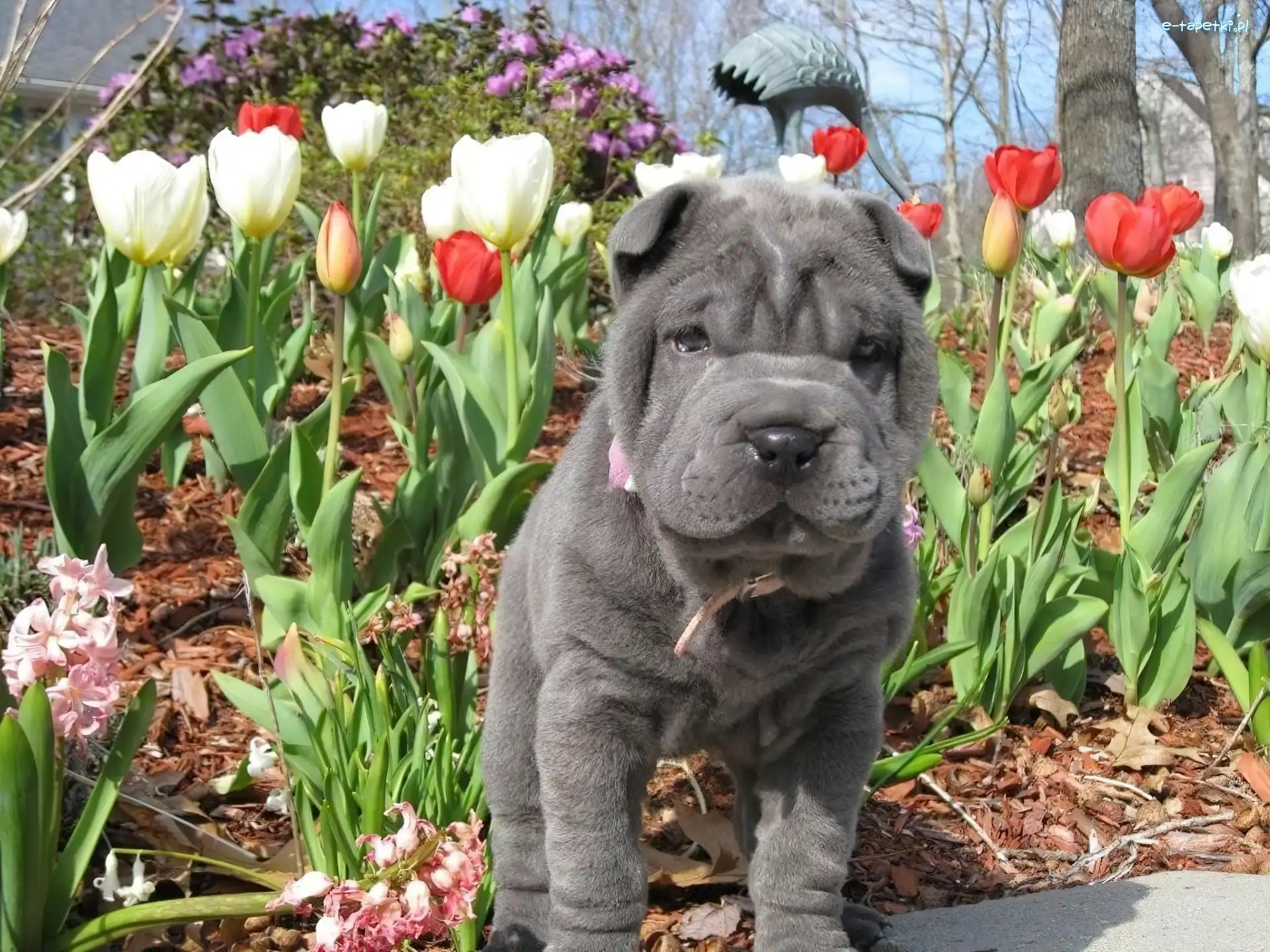 Tulipany, Shar Pei, Szczeniak