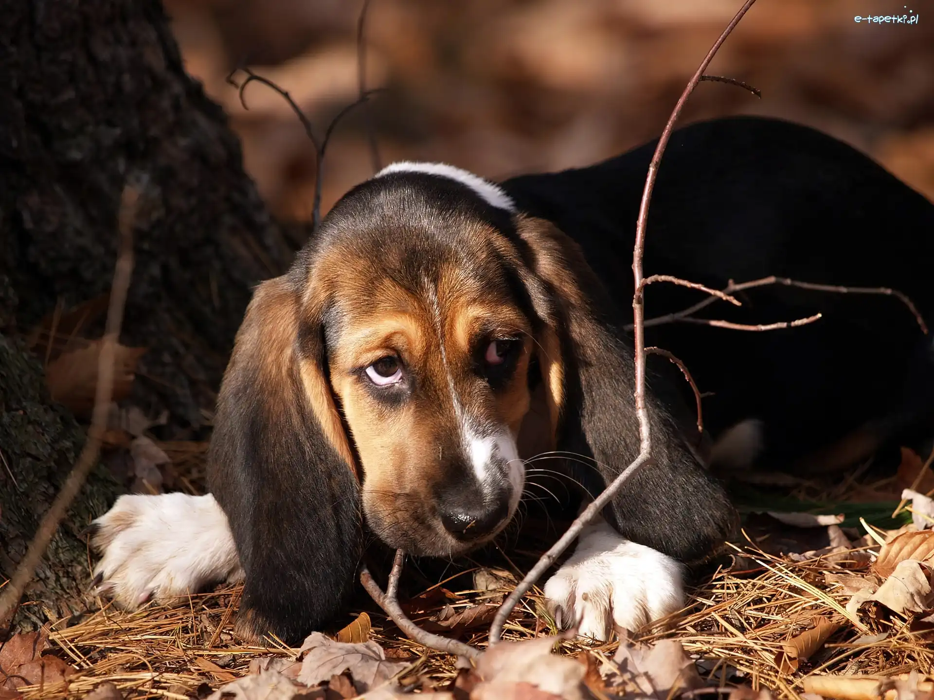 Liście, Patyki, Basset