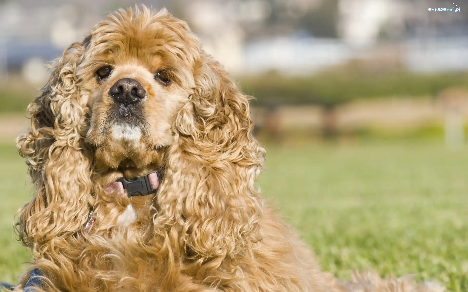 Sierść, Kręcona, Amerykański Spaniel