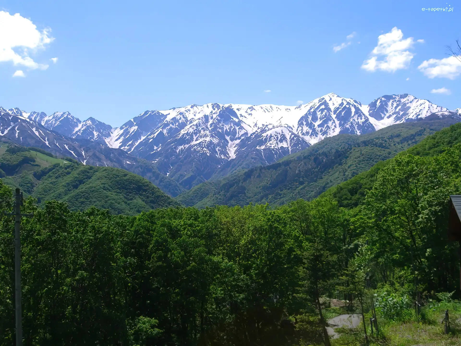 Szwajcaria, Lasy, Góry, Alpy