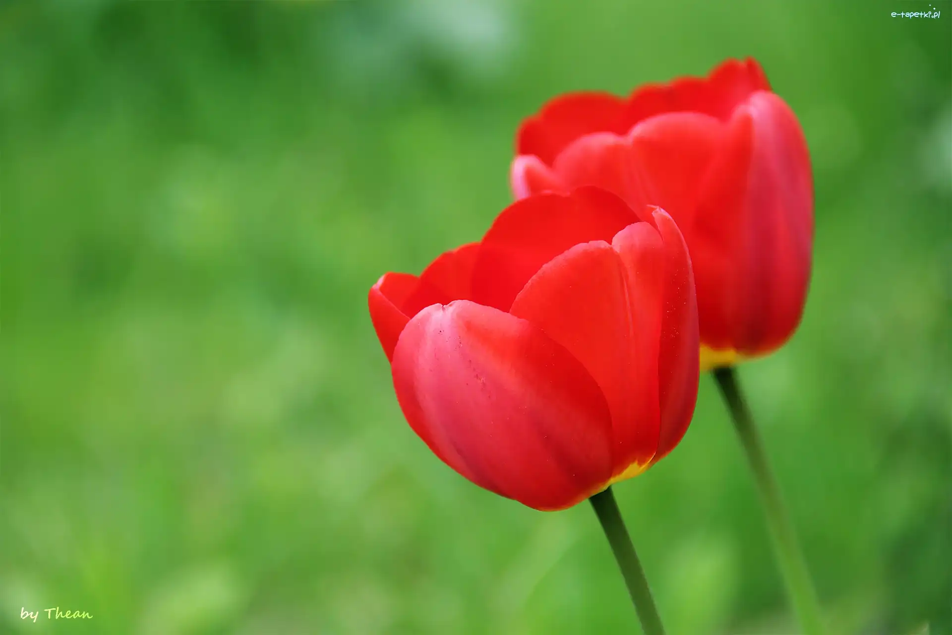 Tulipany, Czerwone, Dwa