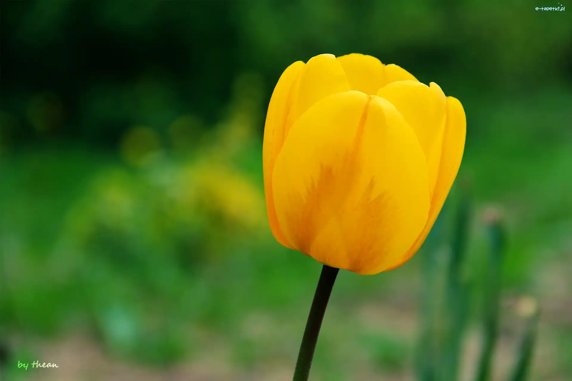 Tulipan, Żółty