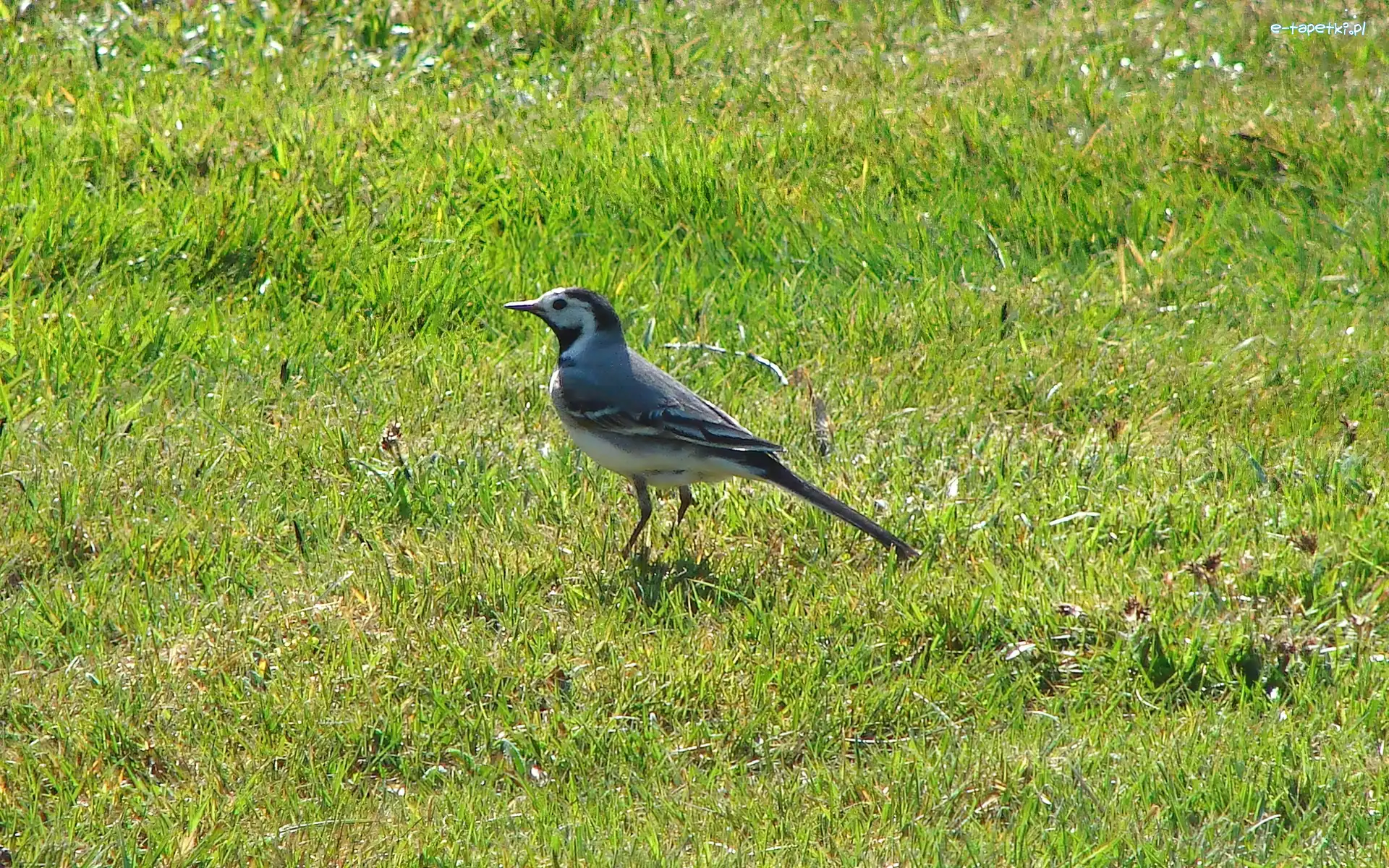 Trawa, Pliszka