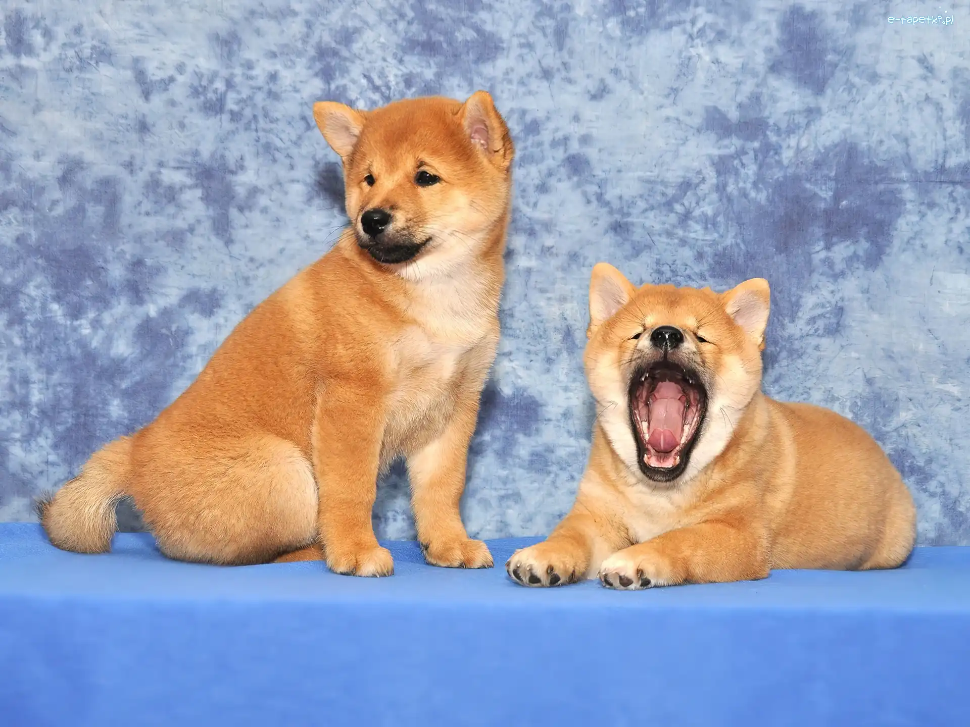 Shiba Inu, Szczeniaki, Dwa