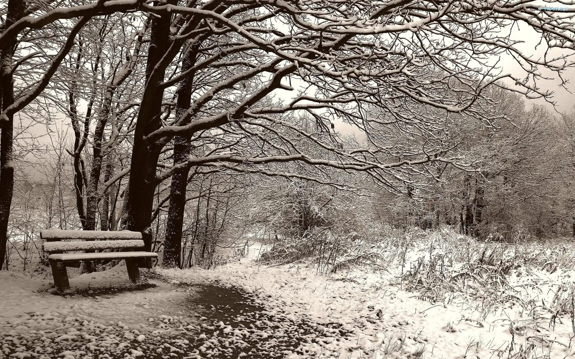 Ławka, Śnieg, Las, Trawa, Mróz