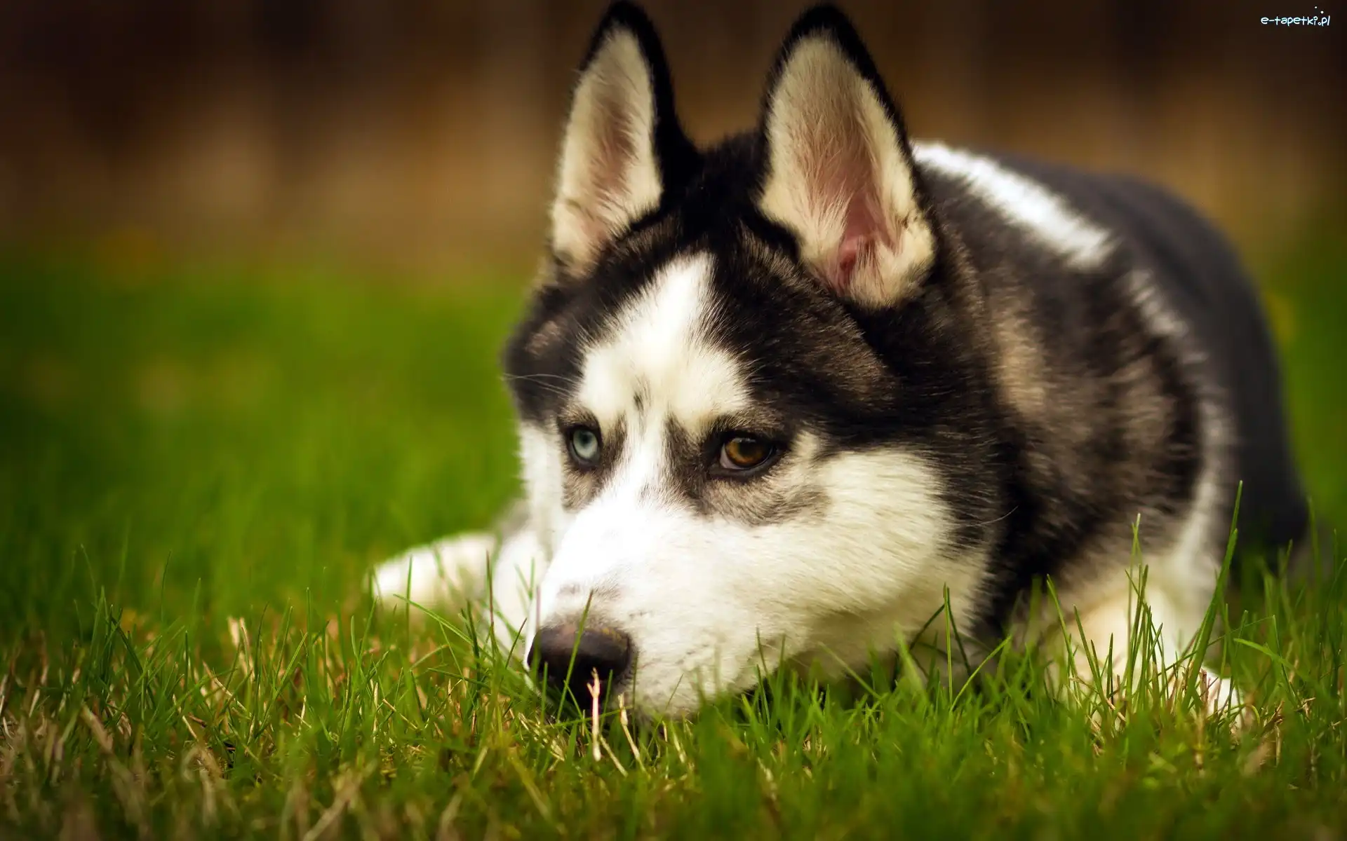 Husky, Siberian, Trawa