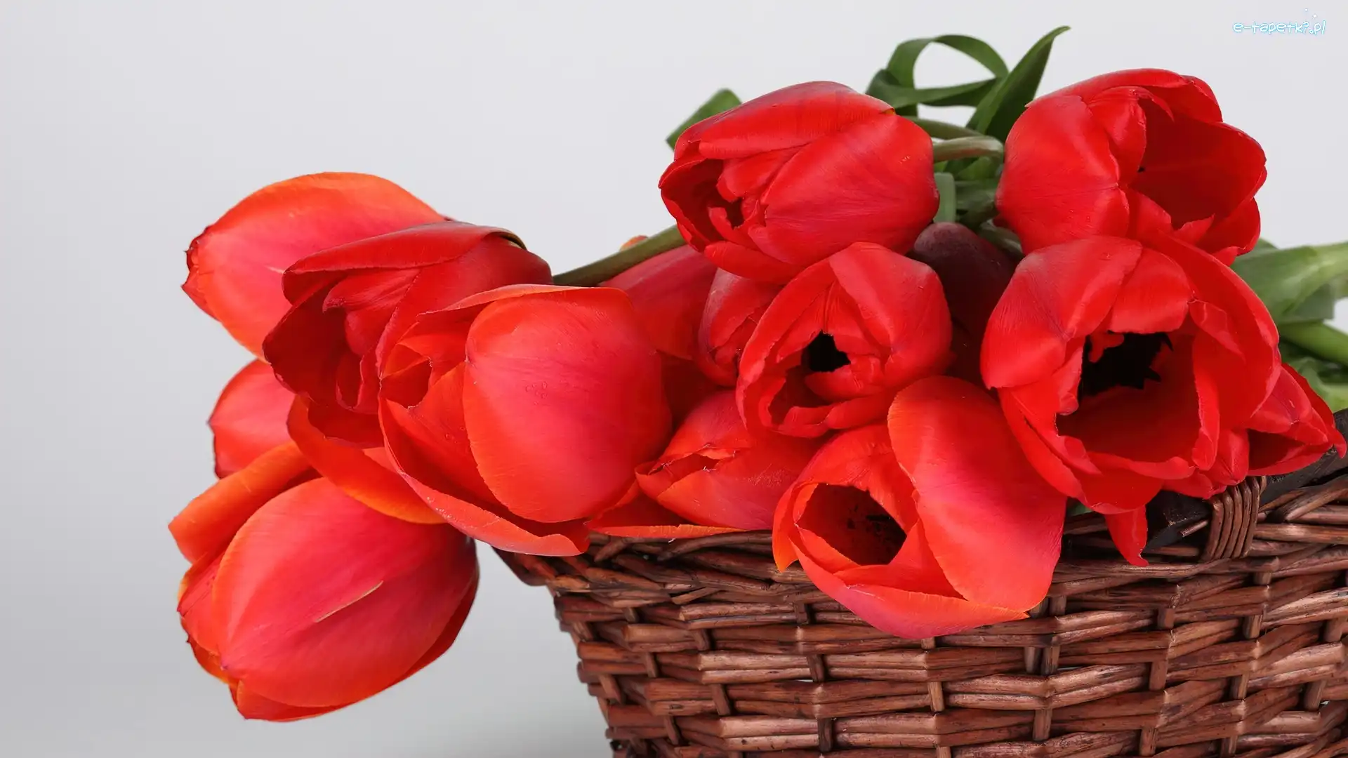 Tulipany, Czerwone, Kosz