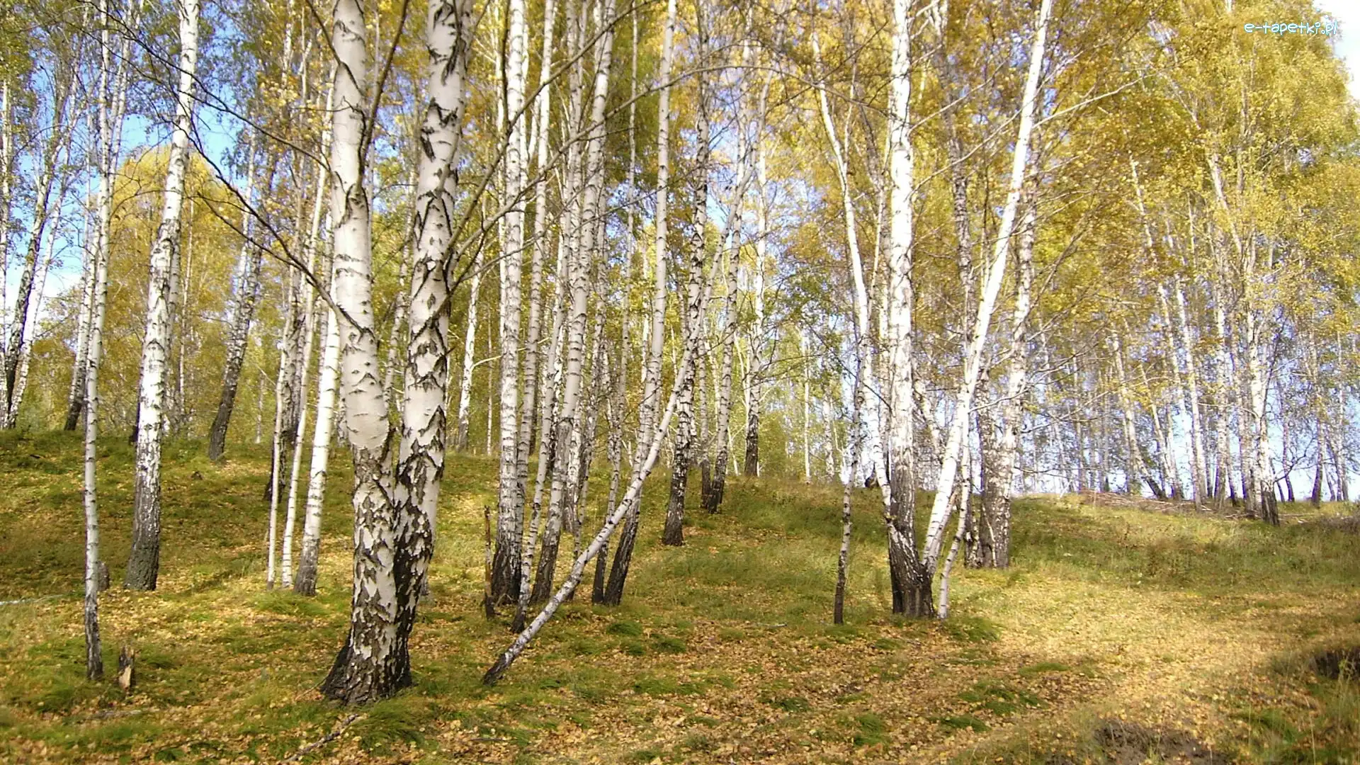 Trawy, Liście, Brzozy