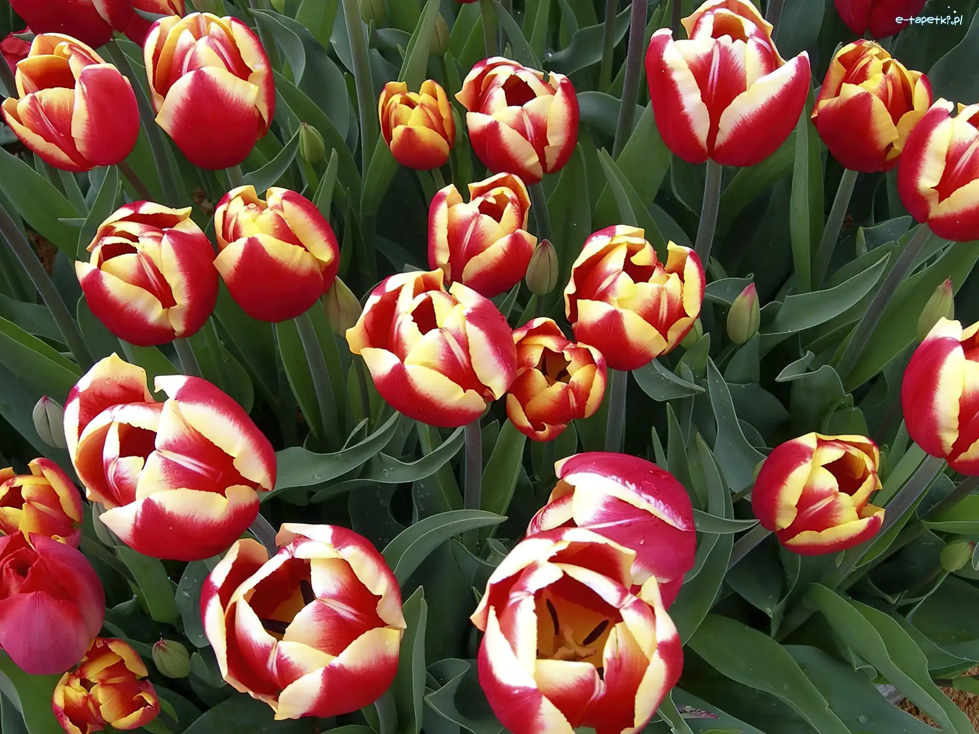 Tulipany, Kolorowe, Piękne