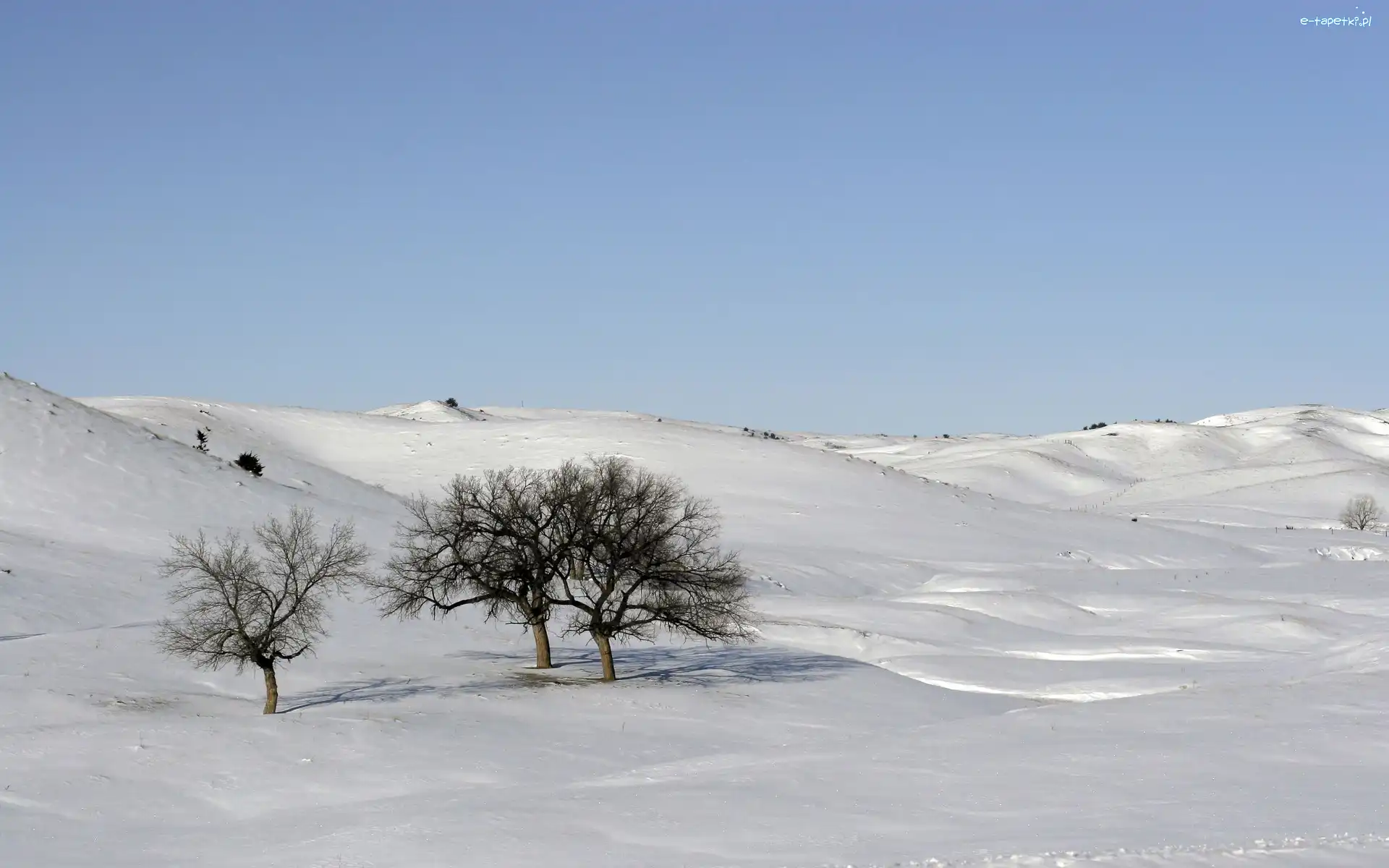 Śnieg, Mróz, Zaspy, Drzewa