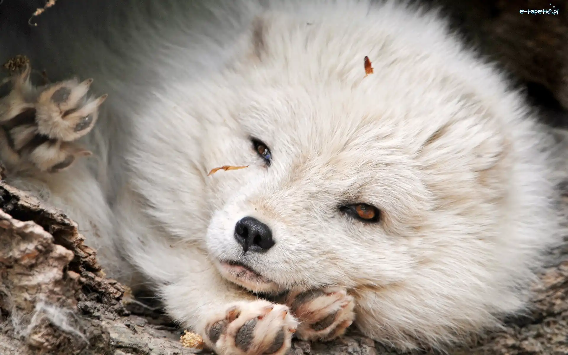 Lis, Łapki, Polarny, Biały