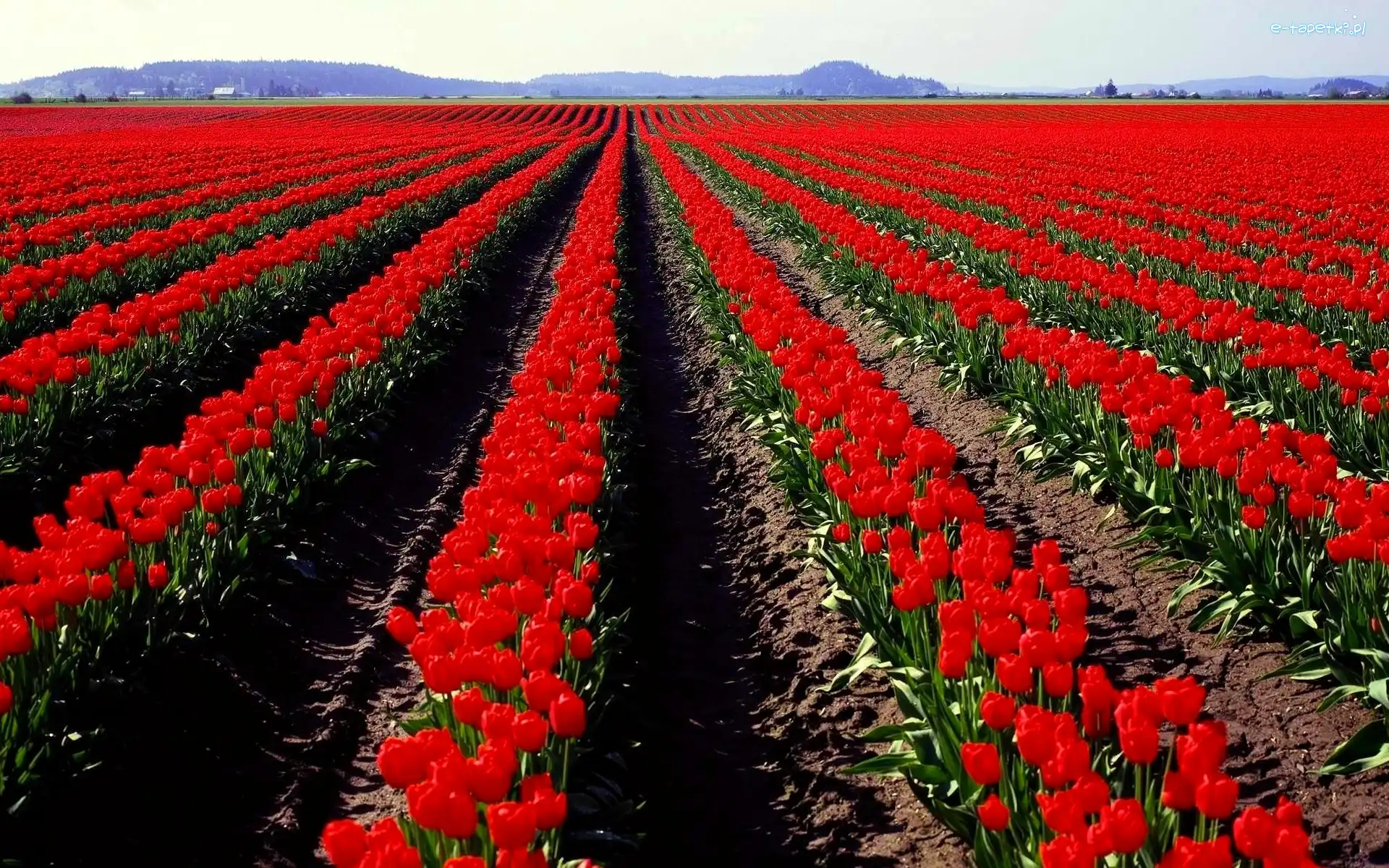 Tulipanów, Pole