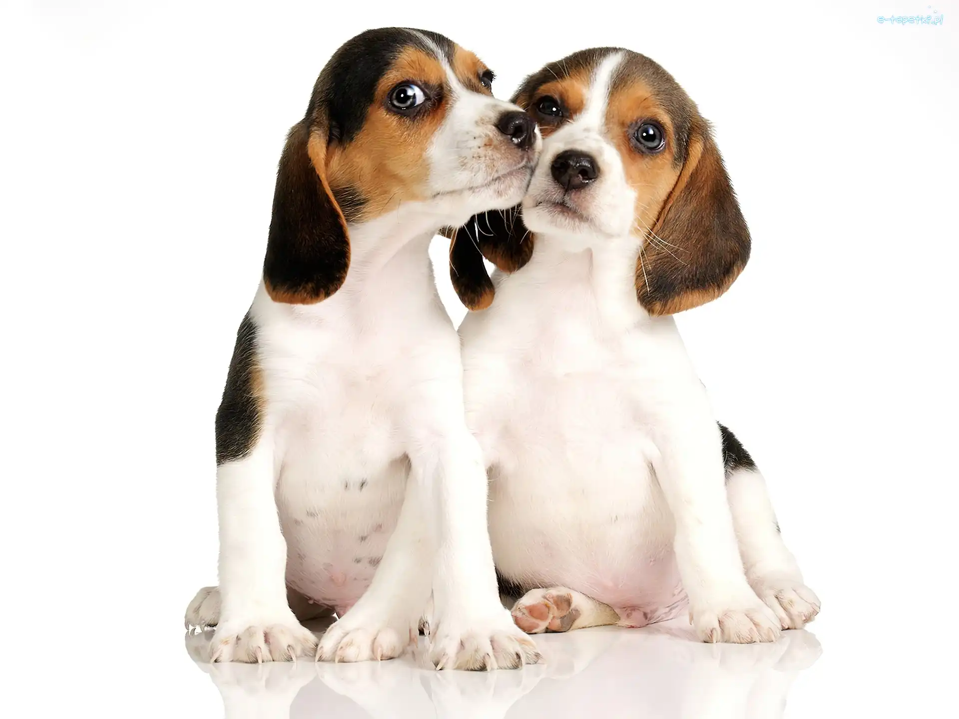 Małe, Beagle, Pieski, Dwa