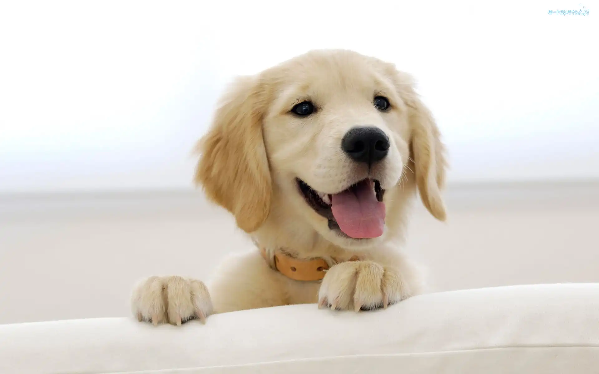 Retriever, Golden, Piesek