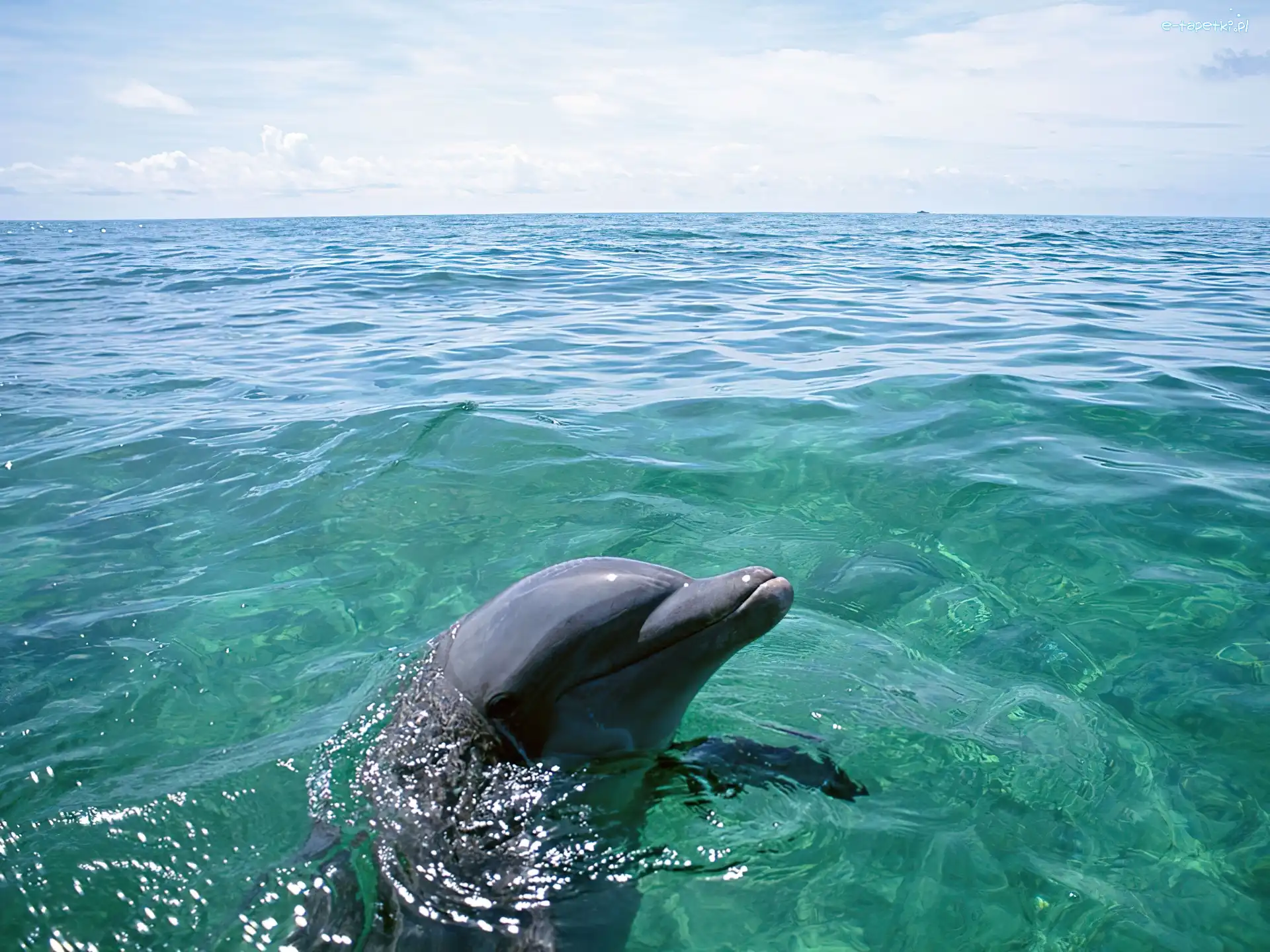 Woda, Ocean, Delfin