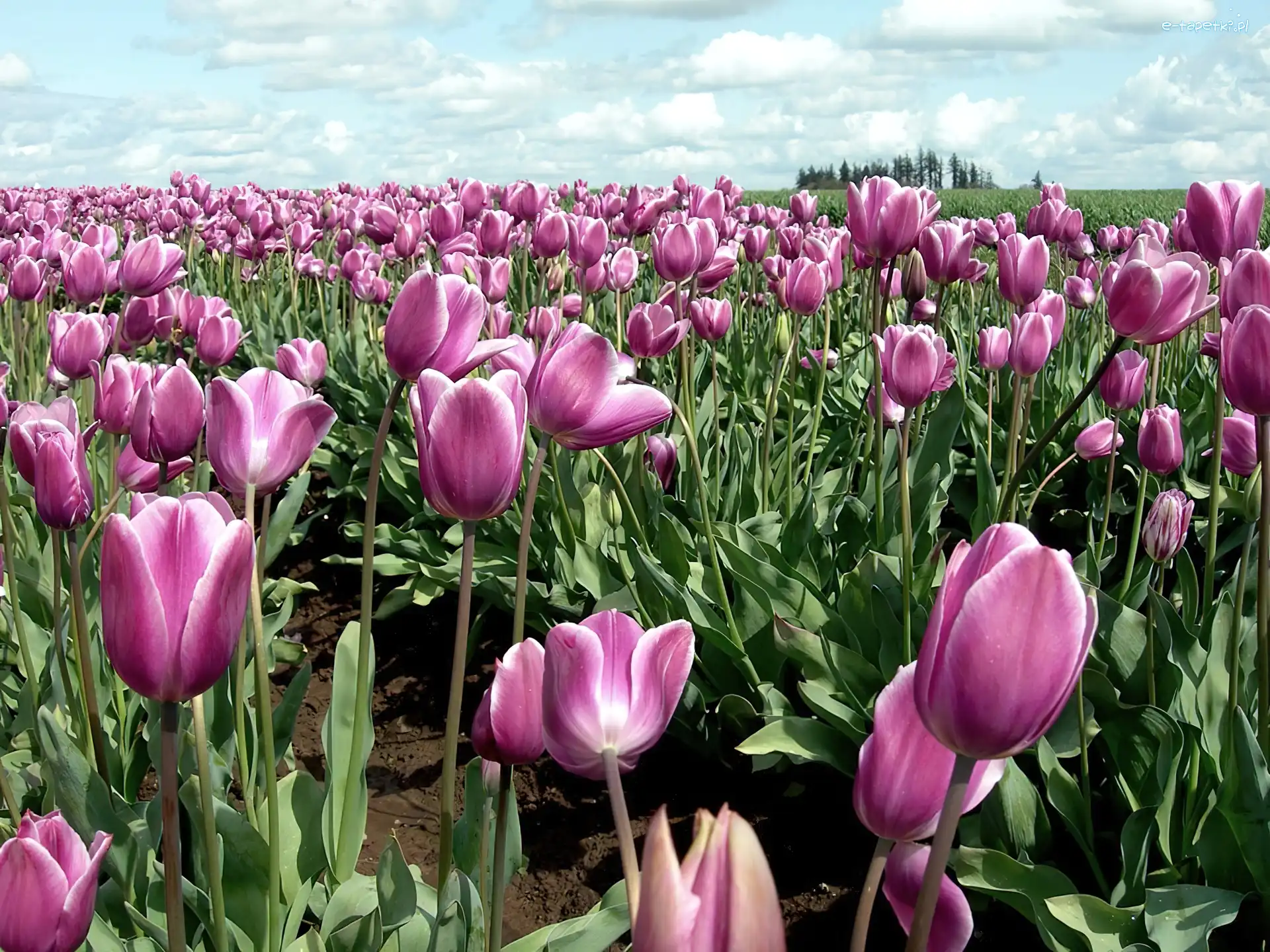 Tulipany, Fioletowe