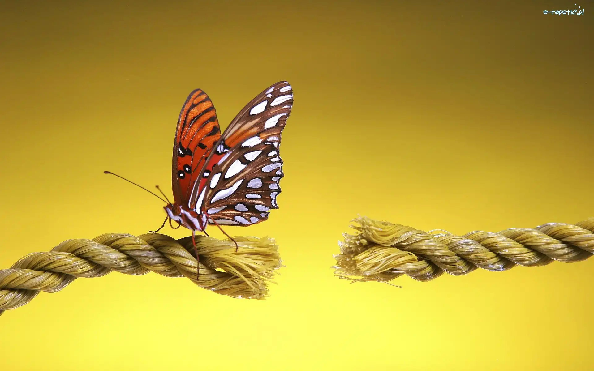 Sznur, Zerwany, Motyl