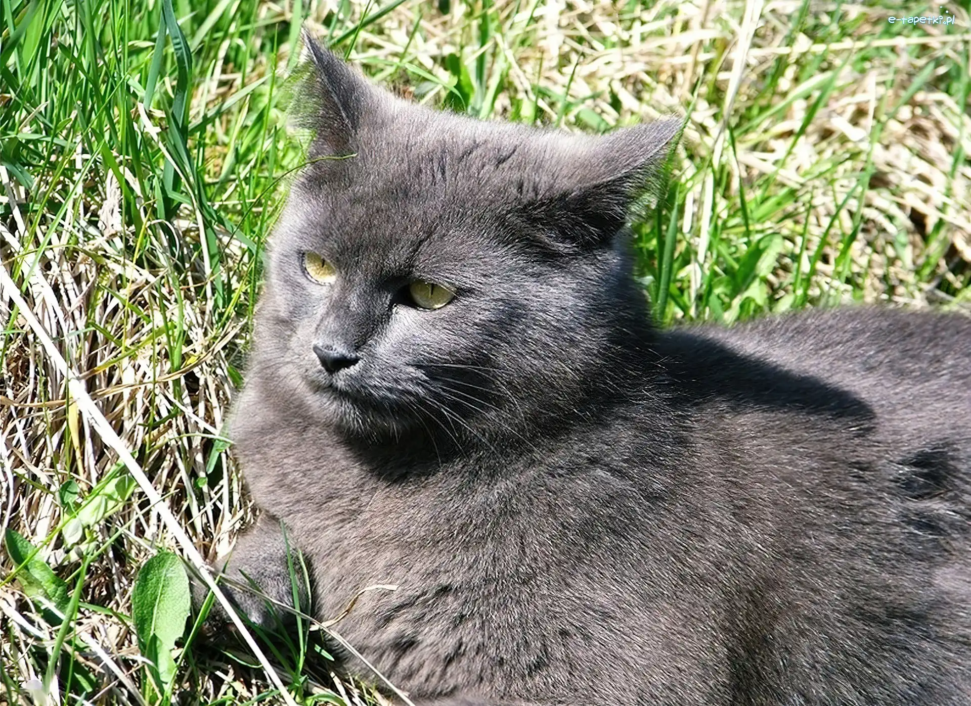 Trawa, Kot, Czarny
