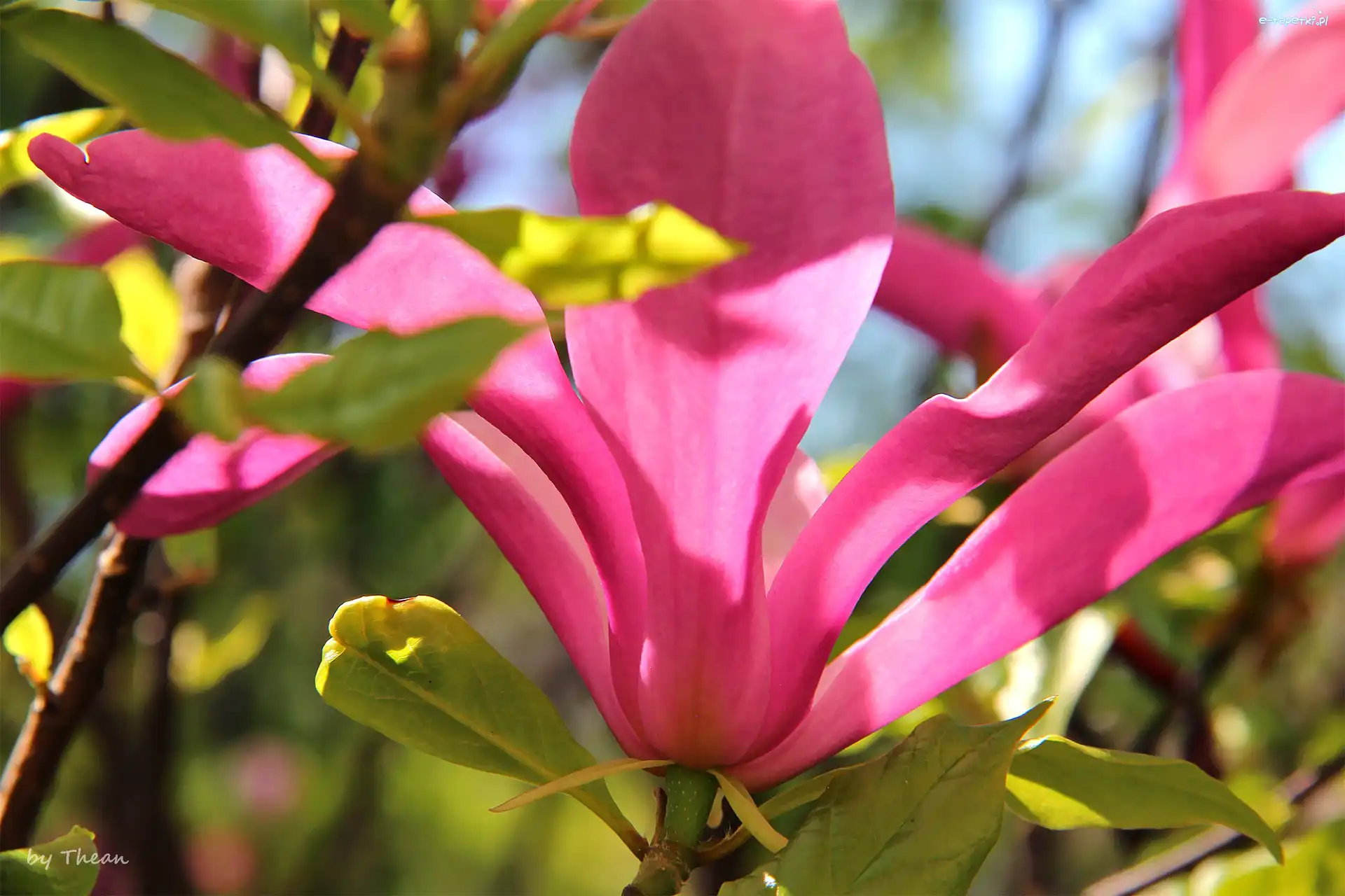 Magnolia, Różowa