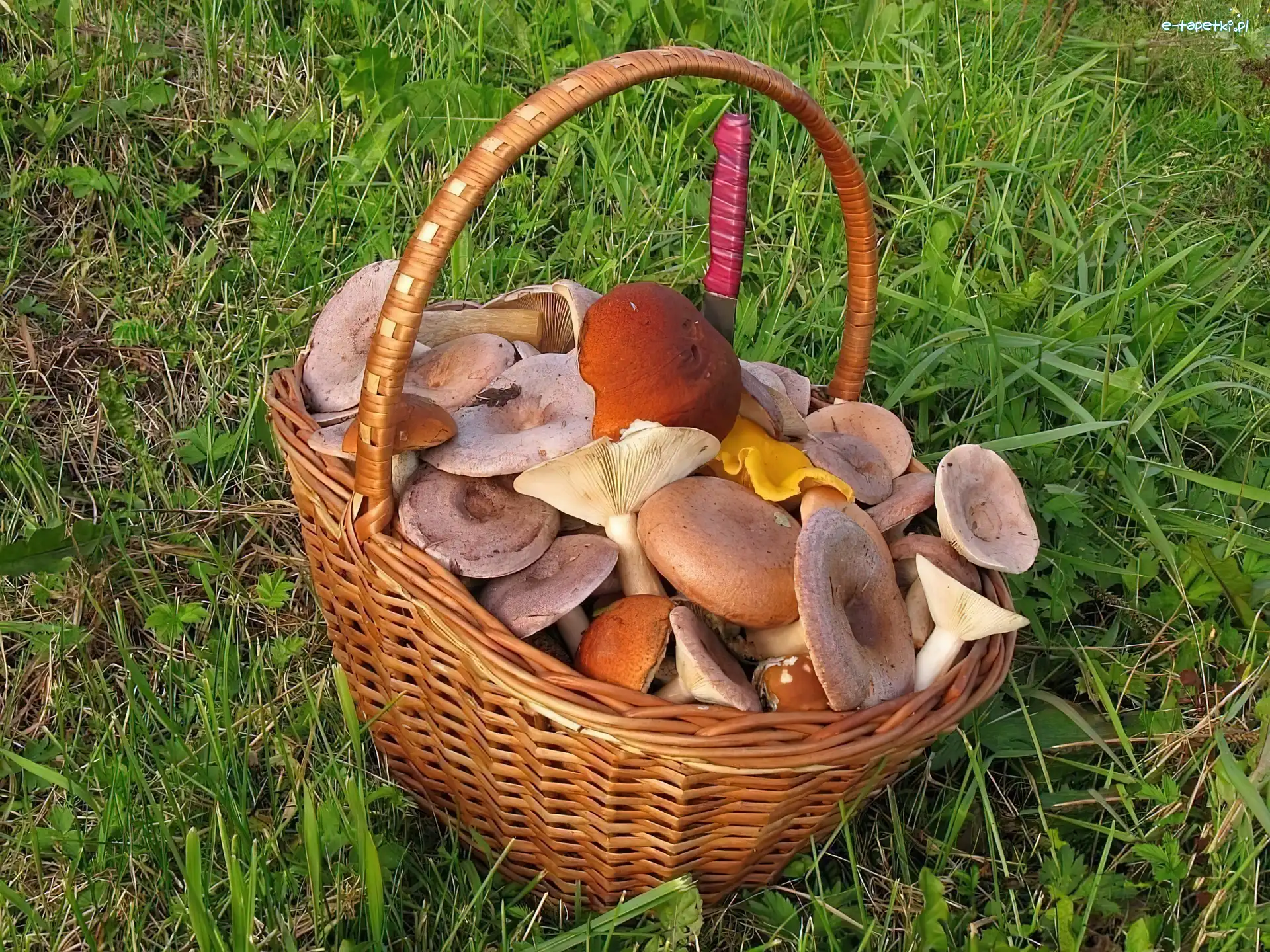 Kosz, Grzybów, Pełen, Łąka