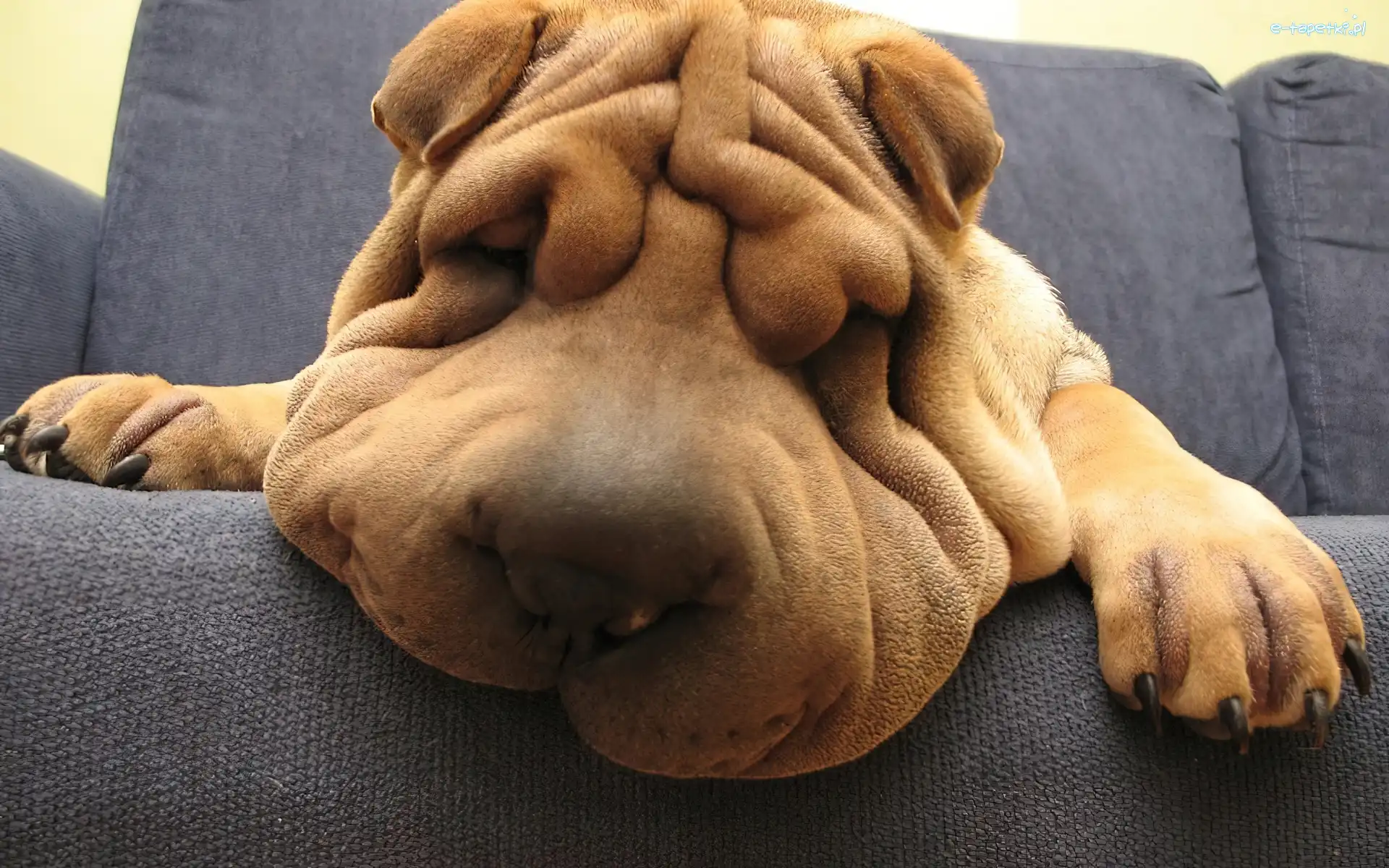 Mordka, Kanapa, Sen, Shar Pei