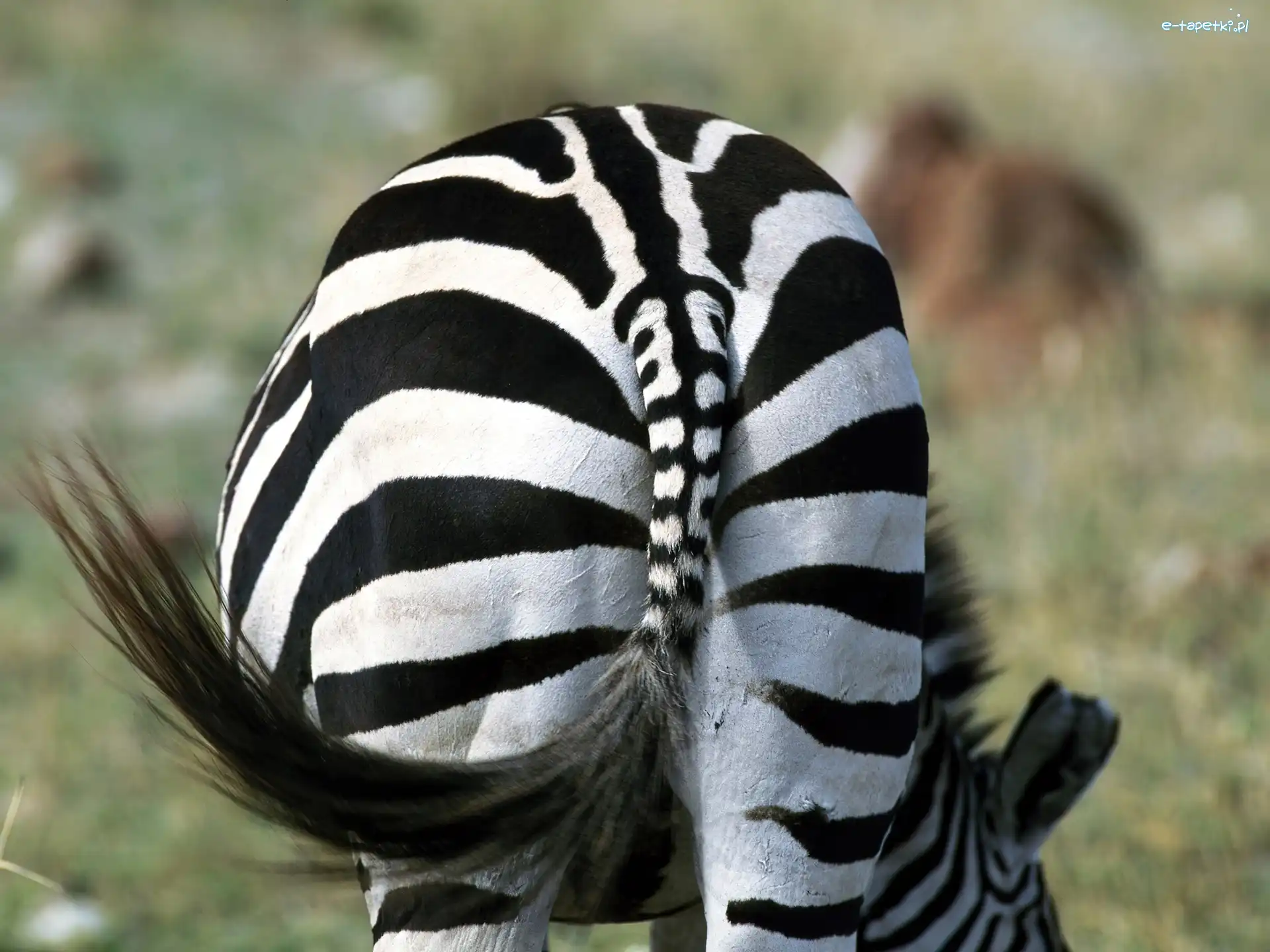 Ogon, Paski, Zebra