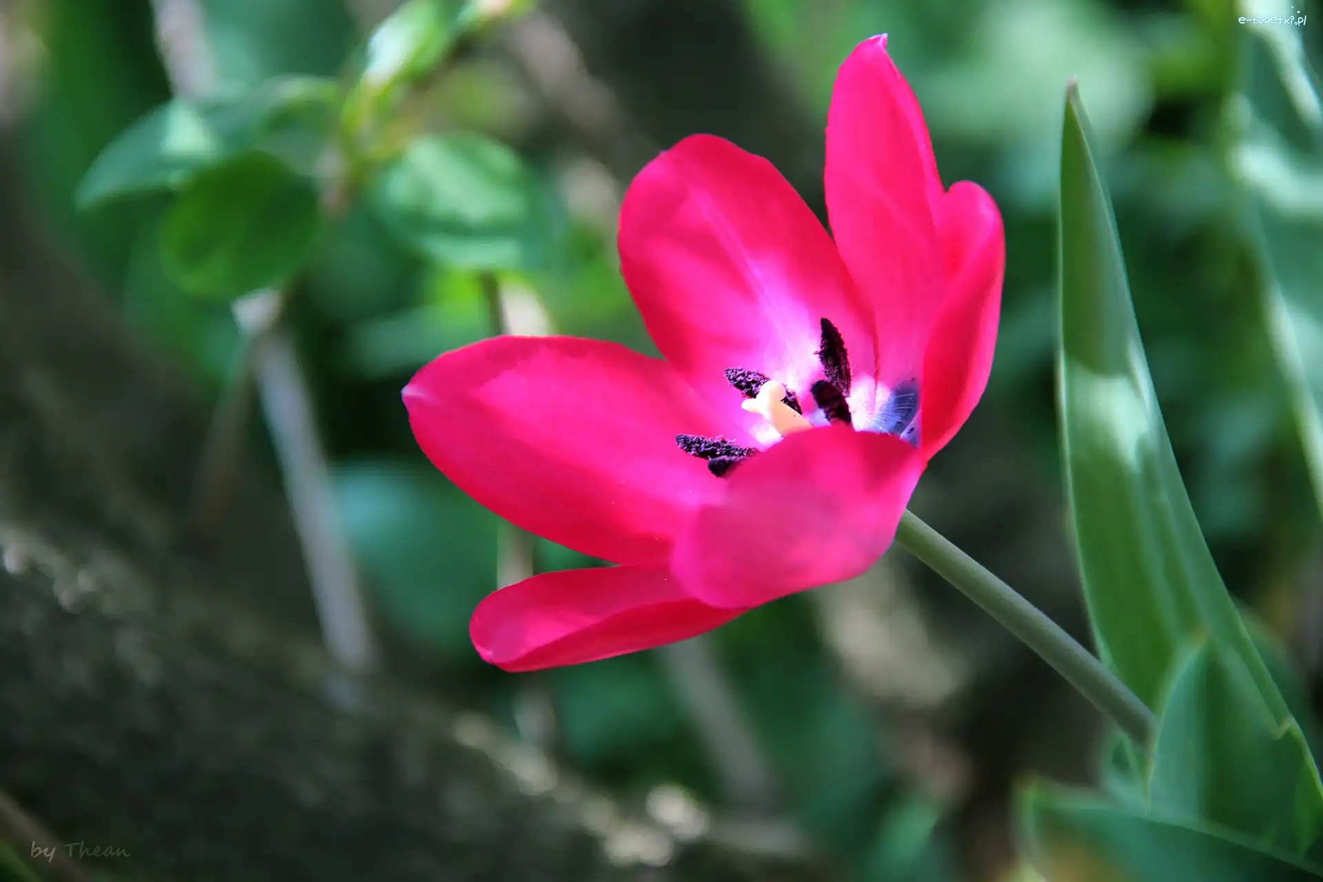 Tulipan, Różowy