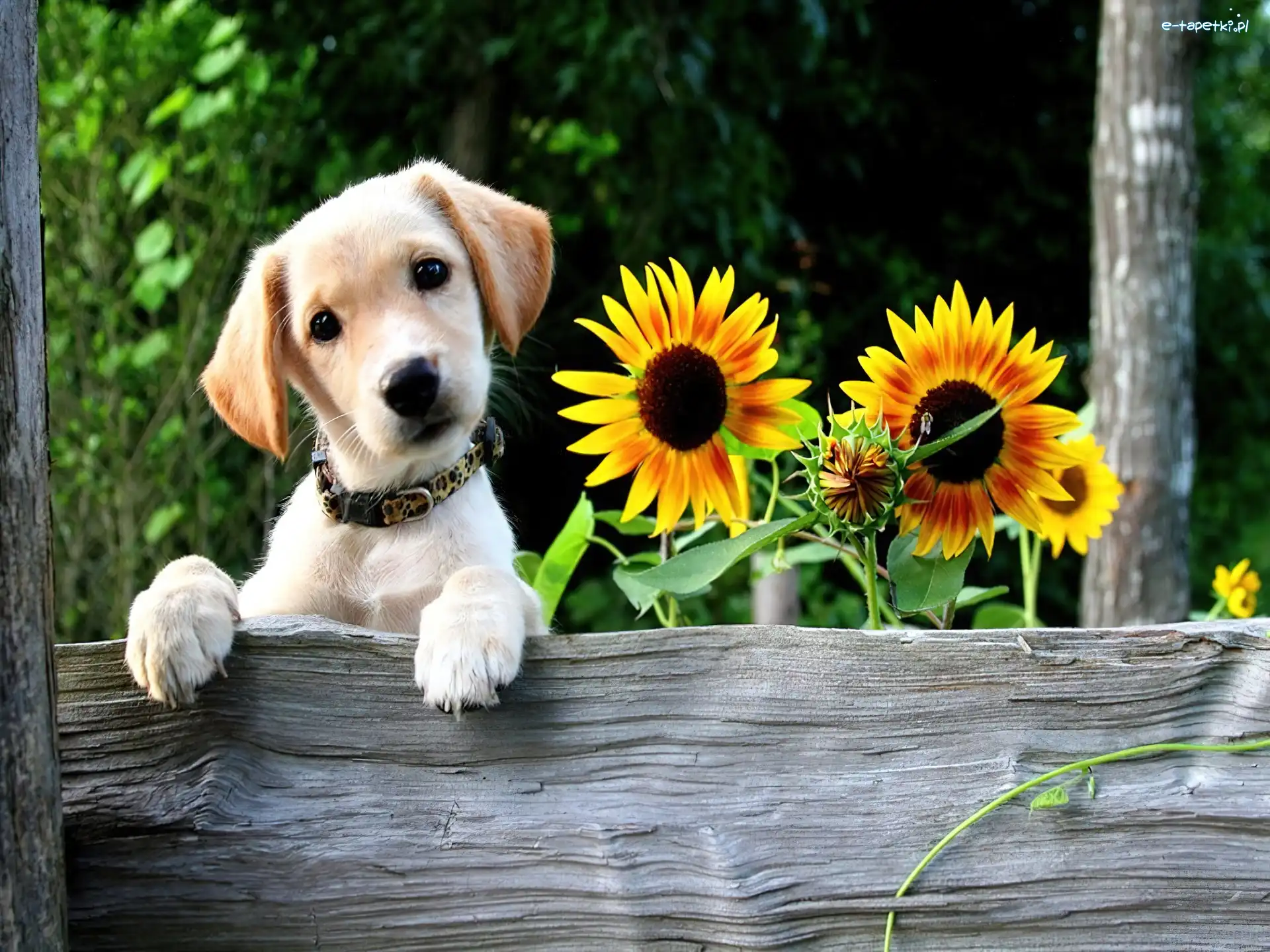Labrador Retriever, Słoneczniki, Piesek