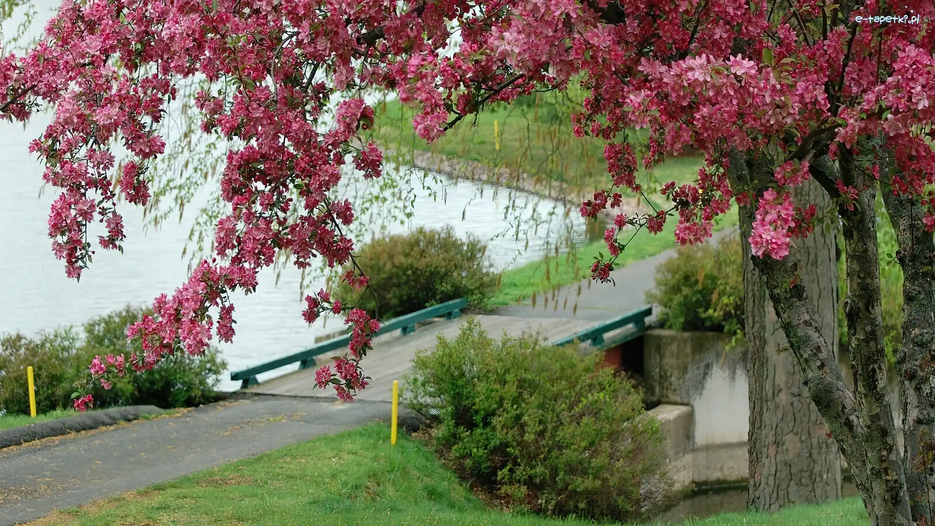 Pomost, Drzewo, Kwitnące