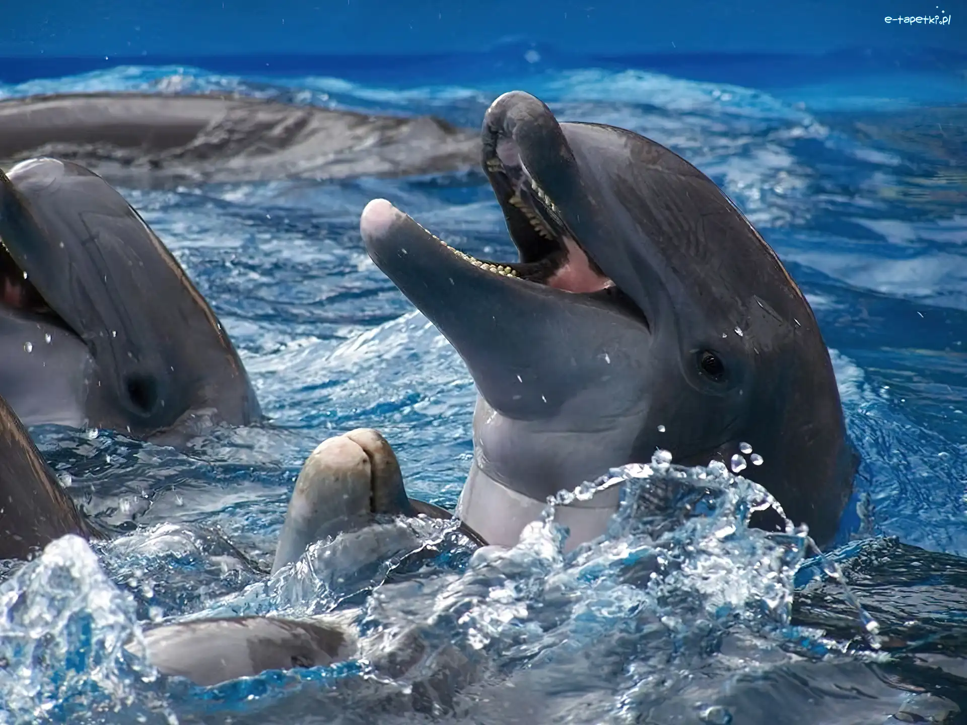 Woda, Delfiny