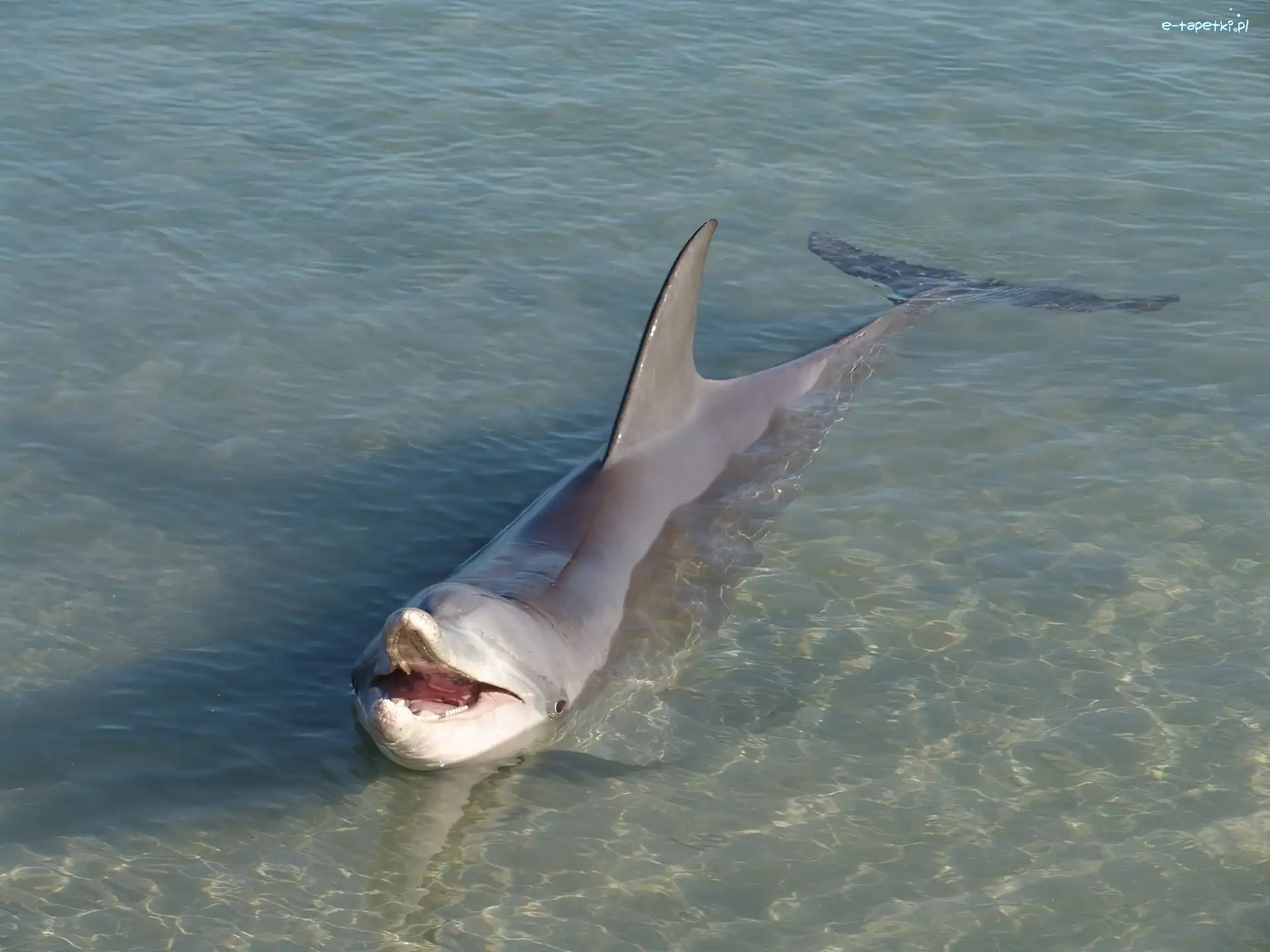 Ocean, Delfin