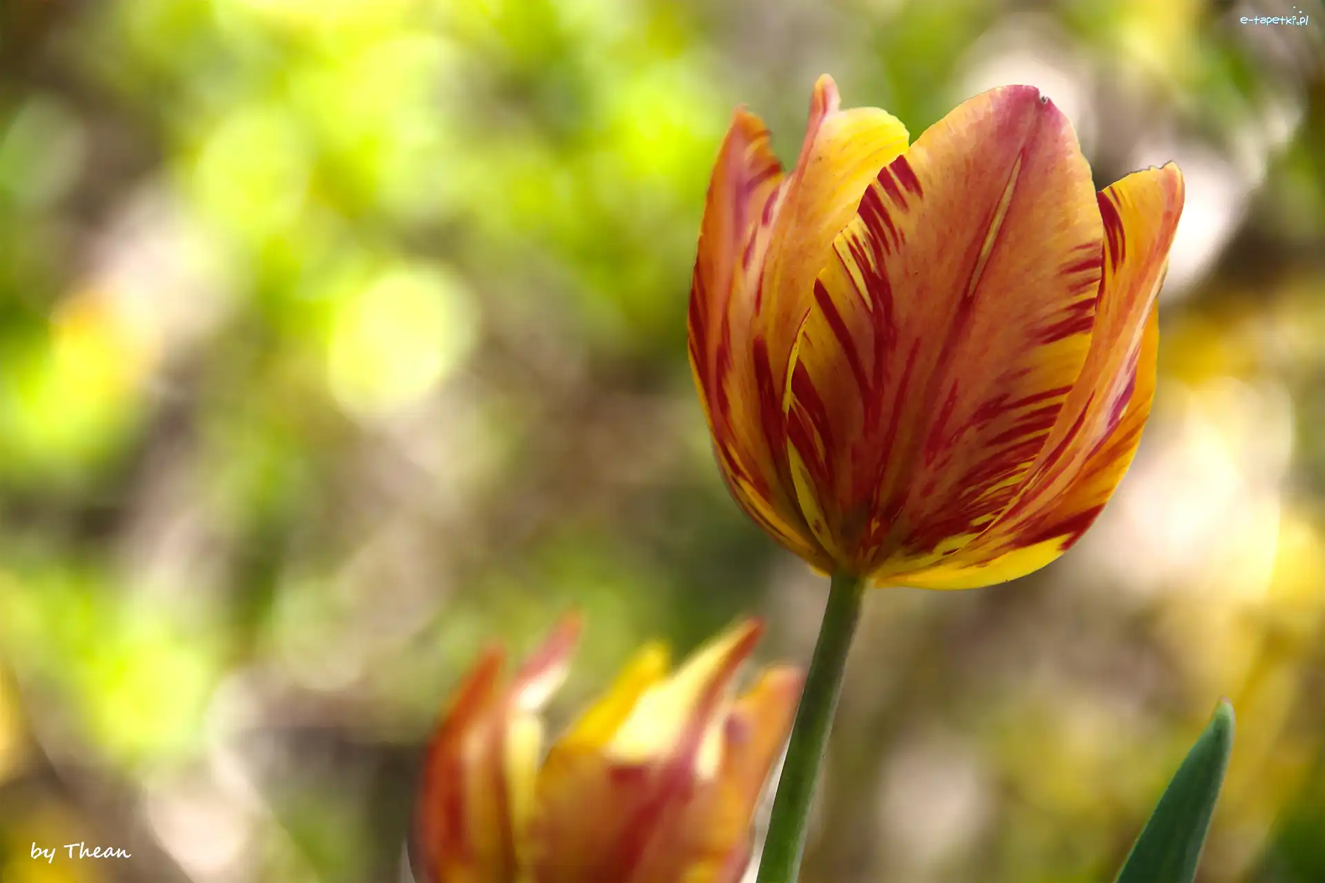 Tulipan, Czerwony, Żółto