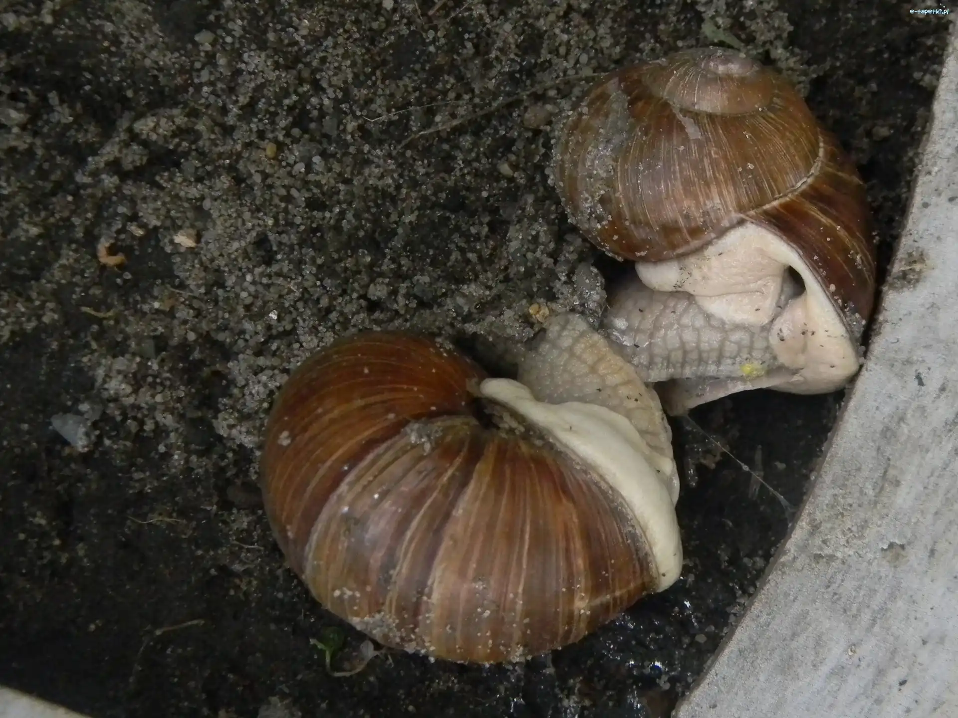 Zaloty, Winniczki, Ślimaki